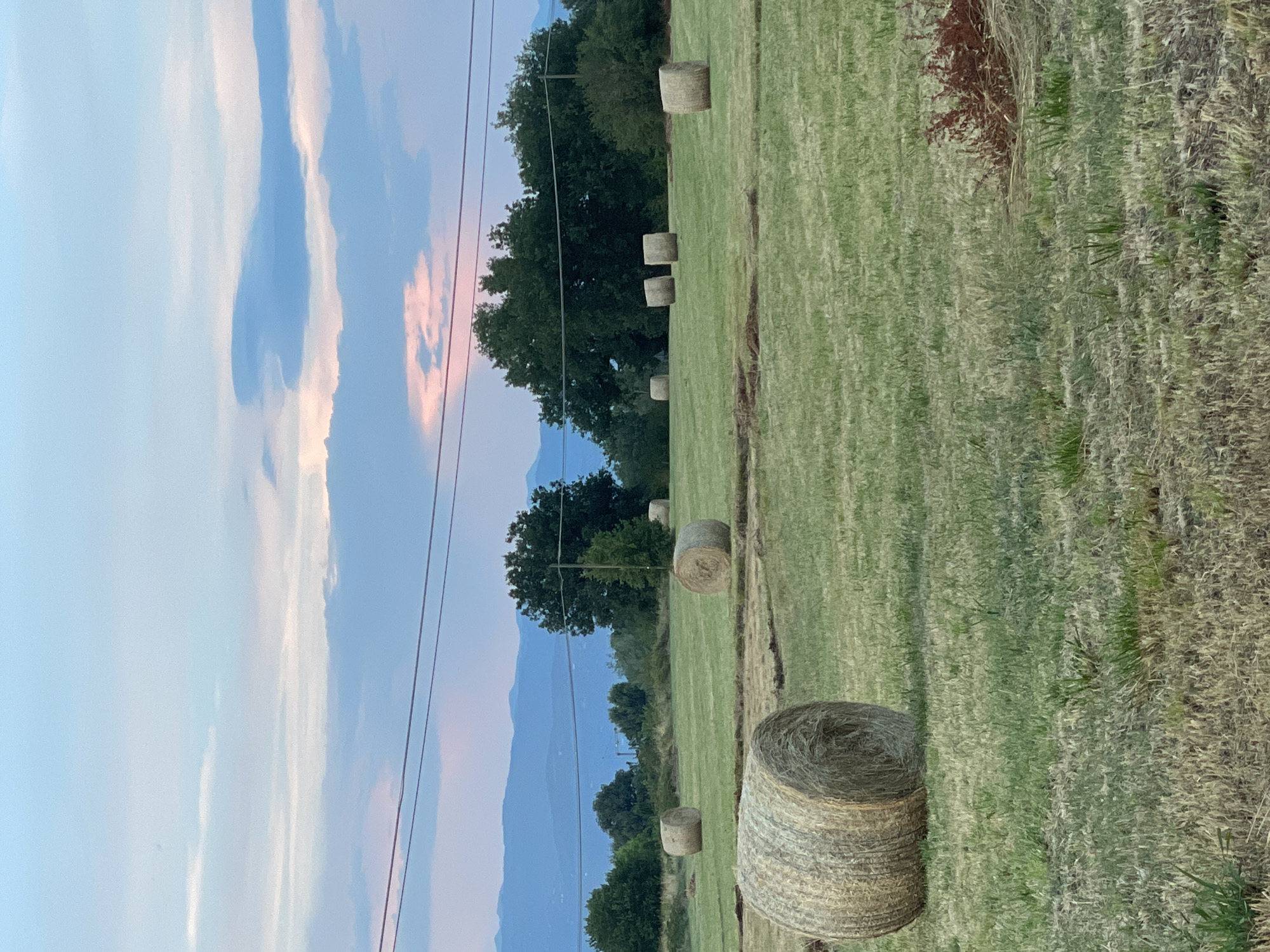 In a pastoral landscape in Altopascio, Italy, cylindrical hay bales are scattered across a grassy field under a twilight sky. The sky displays hues of pale blue, with streaks of soft pink and muted orange from the setting sun, interrupted by scattered clouds. In the foreground, a large hay bale rests on the left side of the frame, its texture clearly visible. In the mid-ground, several more hay bales are dispersed across the field, some standing upright and others lying on their sides. A line of trees forms a dark, dense border along the horizon, with a range of soft blue mountains visible in the distance. Power lines stretch across the upper portion of the image, adding a man-made element to the natural scene. The overall impression is one of rural tranquility at the close of day.
