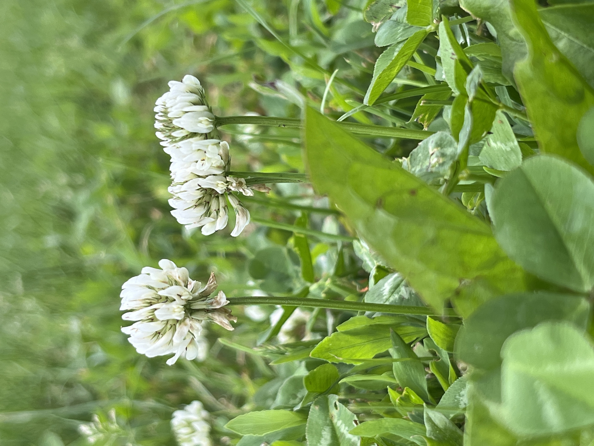 An eye-level, medium shot captures a patch of white clover flowers blooming in a grassy field, with the background softly blurred to highlight the flowers. In the foreground, a large, out-of-focus green leaf dominates the lower left quadrant. To the right of the foreground leaf, a cluster of white clover flowers stands tall on green stems, with a single clover flower prominently featured slightly to the left of the frame's center. The background consists of a green expanse of grass, with hints of other clover flowers and green foliage visible. The lighting appears to be natural daylight, creating a soft, diffused illumination. The scene suggests an outdoor environment, likely a park or meadow, during daylight hours. The image is devoid of any human presence or identifiable landmarks.