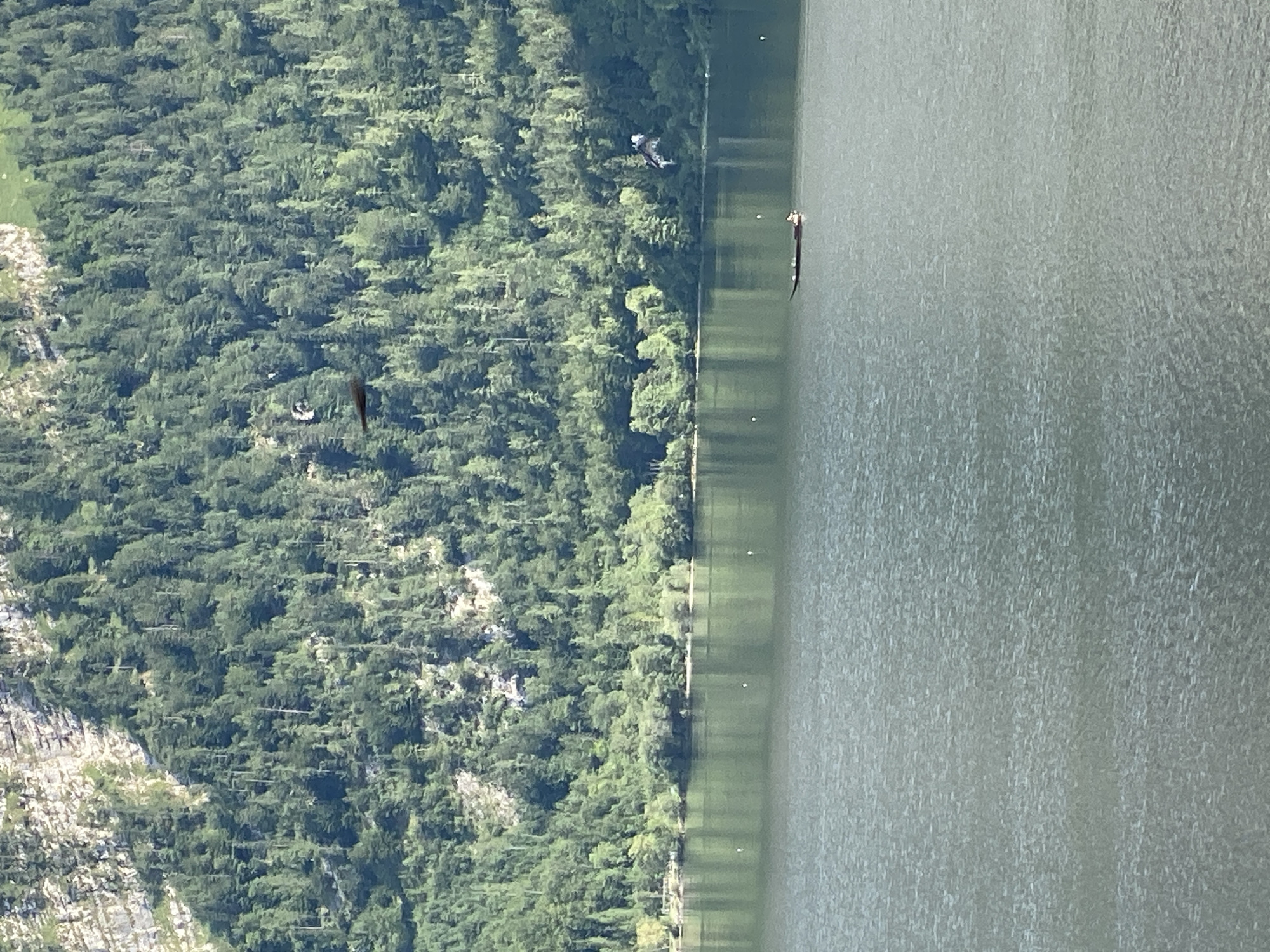 The image shows a serene lake with a dense, forested mountain range in the background. The mountain is covered in evergreen trees, with a rocky, lighter-colored cliff face visible towards the top. The lake's surface is calm, reflecting the greenery of the mountains.
In the middle distance, a small, dark boat with at least two people is visible on the lake. One person appears to be operating the boat while the other is seated.
In the sky above the lake and mountain, two birds are captured in flight. One bird, closer to the mountain, appears to be a dark hawk or eagle. The other bird is further away and lighter in color, possibly a bird of prey in mid-flight.
The scene is typical of the natural beauty found around Hallstatt, Austria, a town renowned for its picturesque lake and surrounding mountains. The lighting suggests it is daytime, likely late morning or early afternoon, with the sun illuminating the landscape.