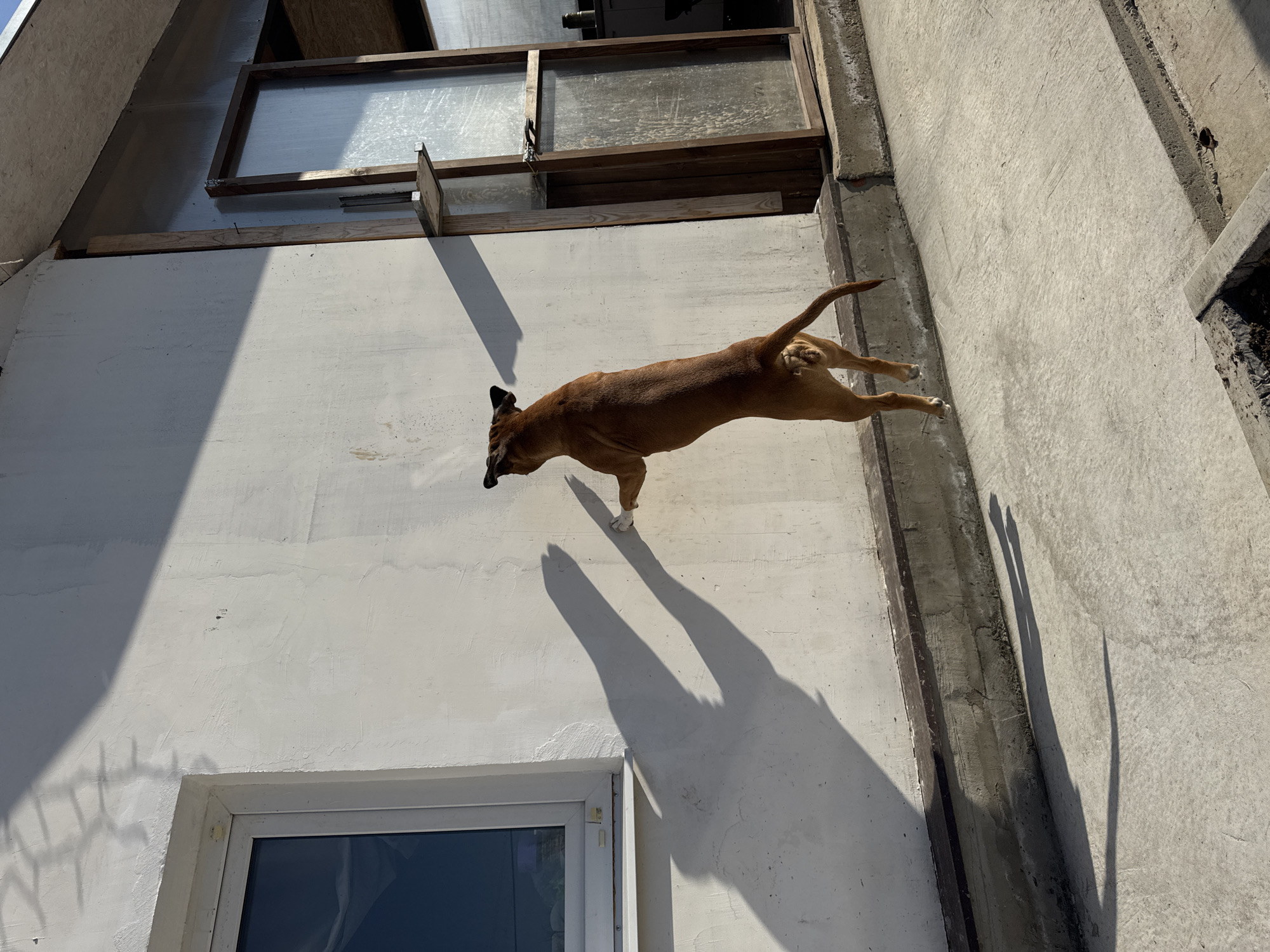 A medium shot captures a brown dog in mid-air leaping towards the right side of the frame. The dog is positioned against a white wall with a window at the bottom left. The wall is attached to a building under construction, the top of which contains a wooden frame with transparent panes. The dog's shadow is cast on the wall. The photograph was taken in Chaikovsky, Russia.