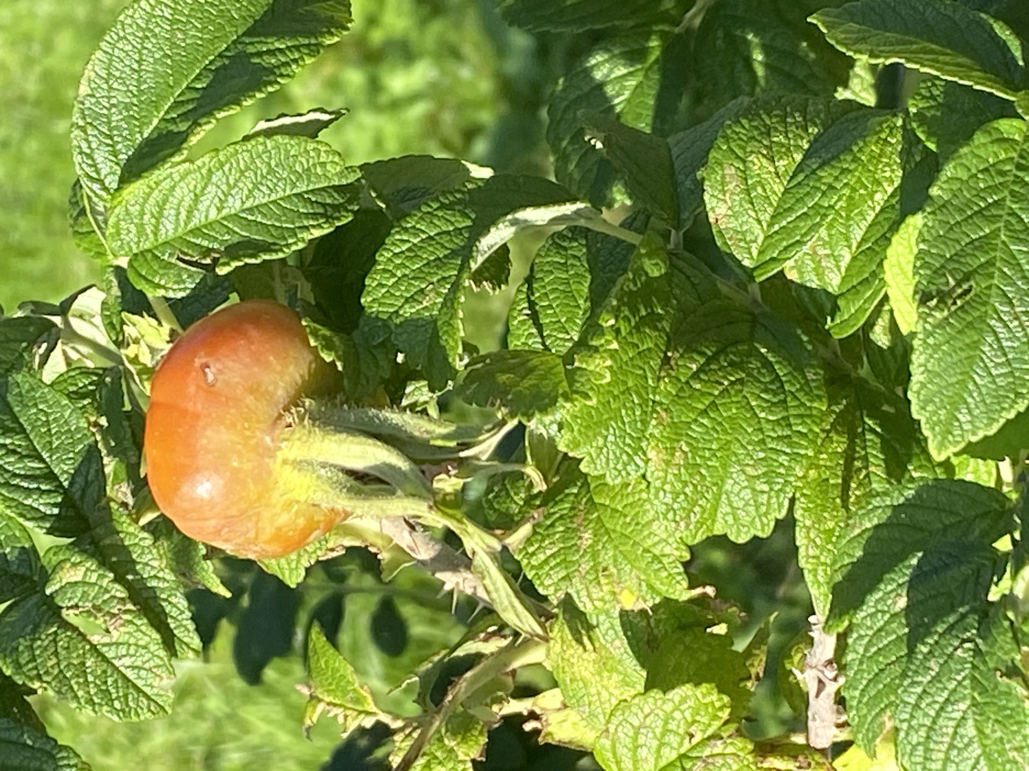 A close-up shot of a single, orange rosehip is shown, nestled amongst vibrant green leaves. The rosehip is oval-shaped and appears slightly shriveled, with its sepals still attached. The leaves are serrated and have a textured surface, indicating good health. The background is blurred, suggesting a shallow depth of field, with hints of more greenery and sunlight. There is no indication of any specific location within Saint Petersburg, Russia, in this image.