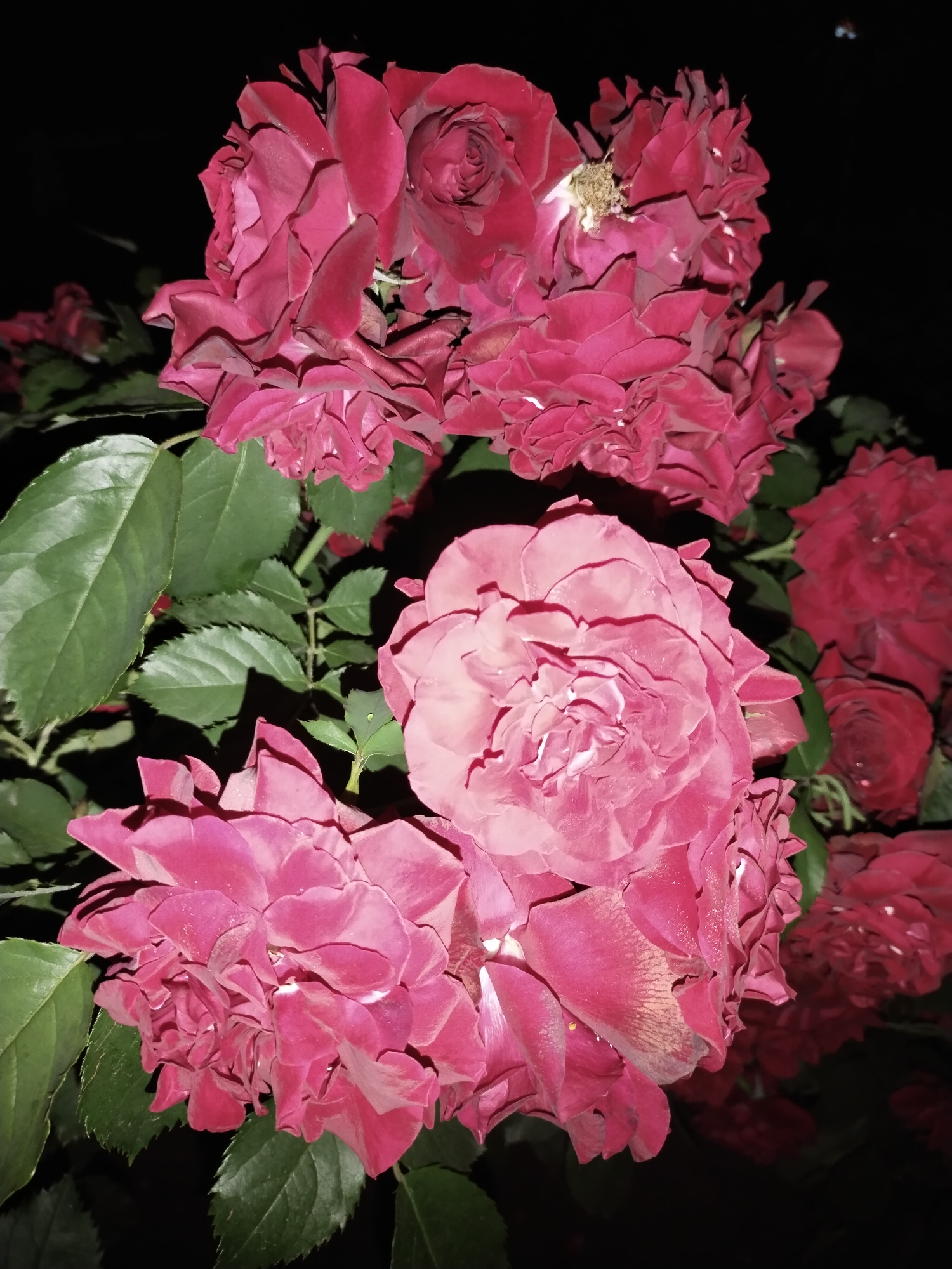 A close-up, vertical shot captures a cluster of dark pink roses against a black background. The roses, some fully bloomed and others in various stages of opening, are illuminated from above, casting shadows and highlighting the texture of their petals. Green leaves are interspersed among the flowers. The image appears to be a photograph taken at night. No people or specific locations within the city of Horishni Plavni, Ukraine, are identifiable in the scene.