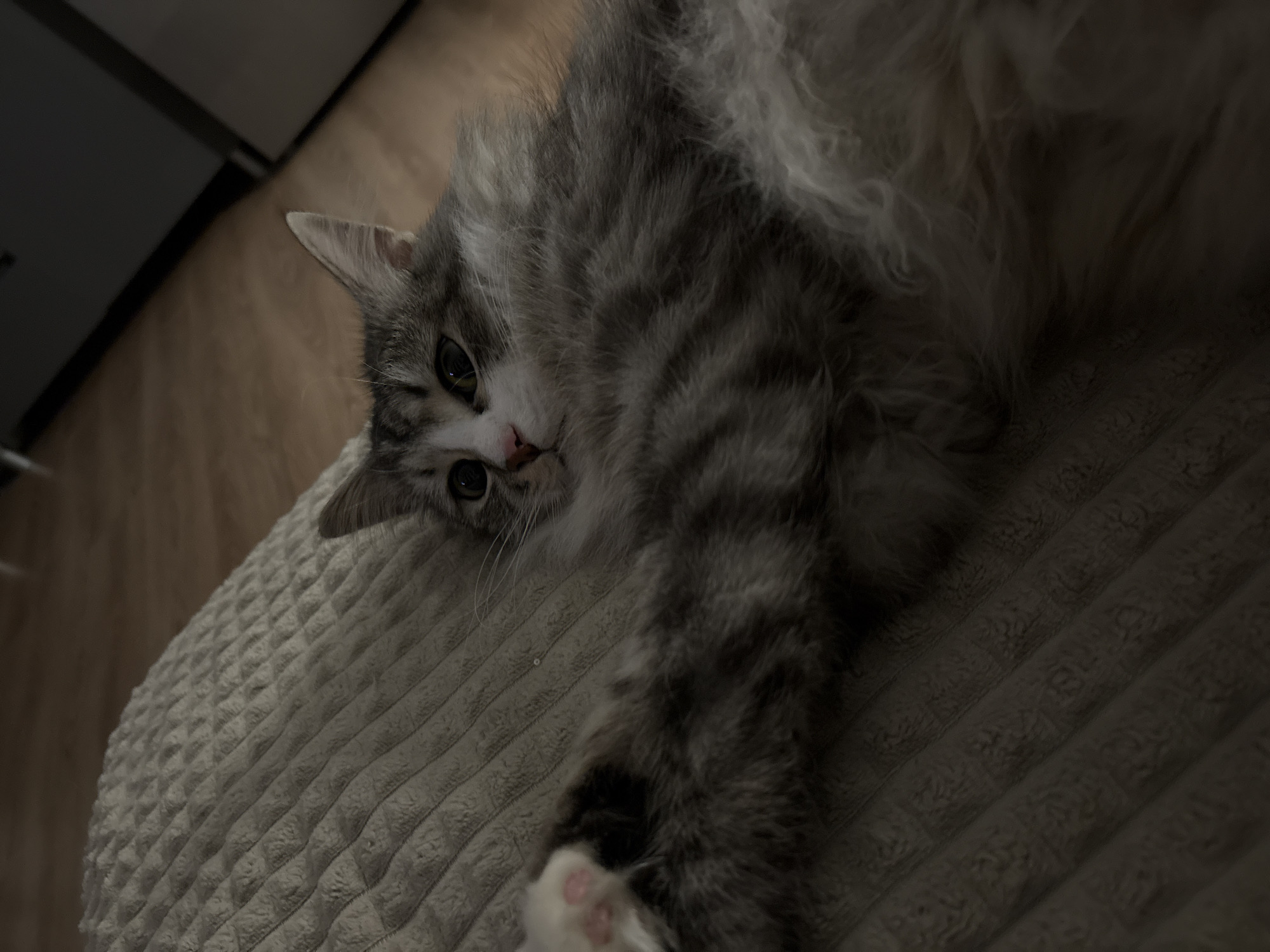 A medium shot shows a gray and white fluffy cat lying on a textured gray surface. The cat is partially on its side, with one paw extended towards the viewer. The cat has light green eyes and a pink nose. In the background, there is a section of a wooden floor and a portion of a dark object, possibly a cabinet or appliance. The location is not discernible from the image.