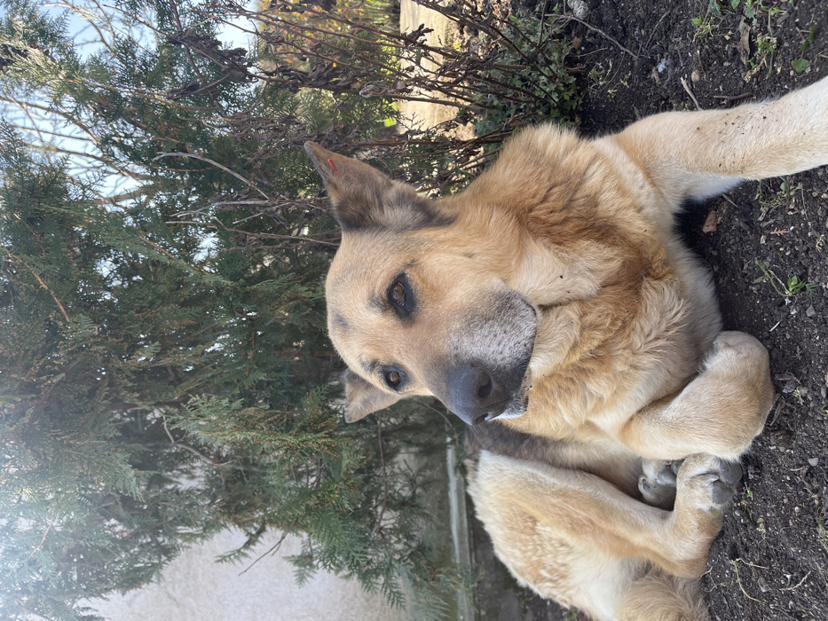 A tan and sable German Shepherd type dog lies on dark soil in a sunlit outdoor environment in the city of Kamen, Bulgaria. The dog is positioned centrally, facing slightly left with its head raised, looking out of frame. Its front paws are tucked beneath its chest. The fur is predominantly light tan on the underside and legs, with darker sable and black markings on its back, head, and around its dark eyes. A small red tag or mark is visible on the inner cartilage of the dog's right ear (viewer's left). Directly behind the dog is a dense evergreen shrub with green foliage, and to its right, sparse, bare deciduous branches. In the upper left background, a light-colored, possibly concrete or stucco, wall is visible. The ground consists of bare earth with minimal sparse green vegetation.