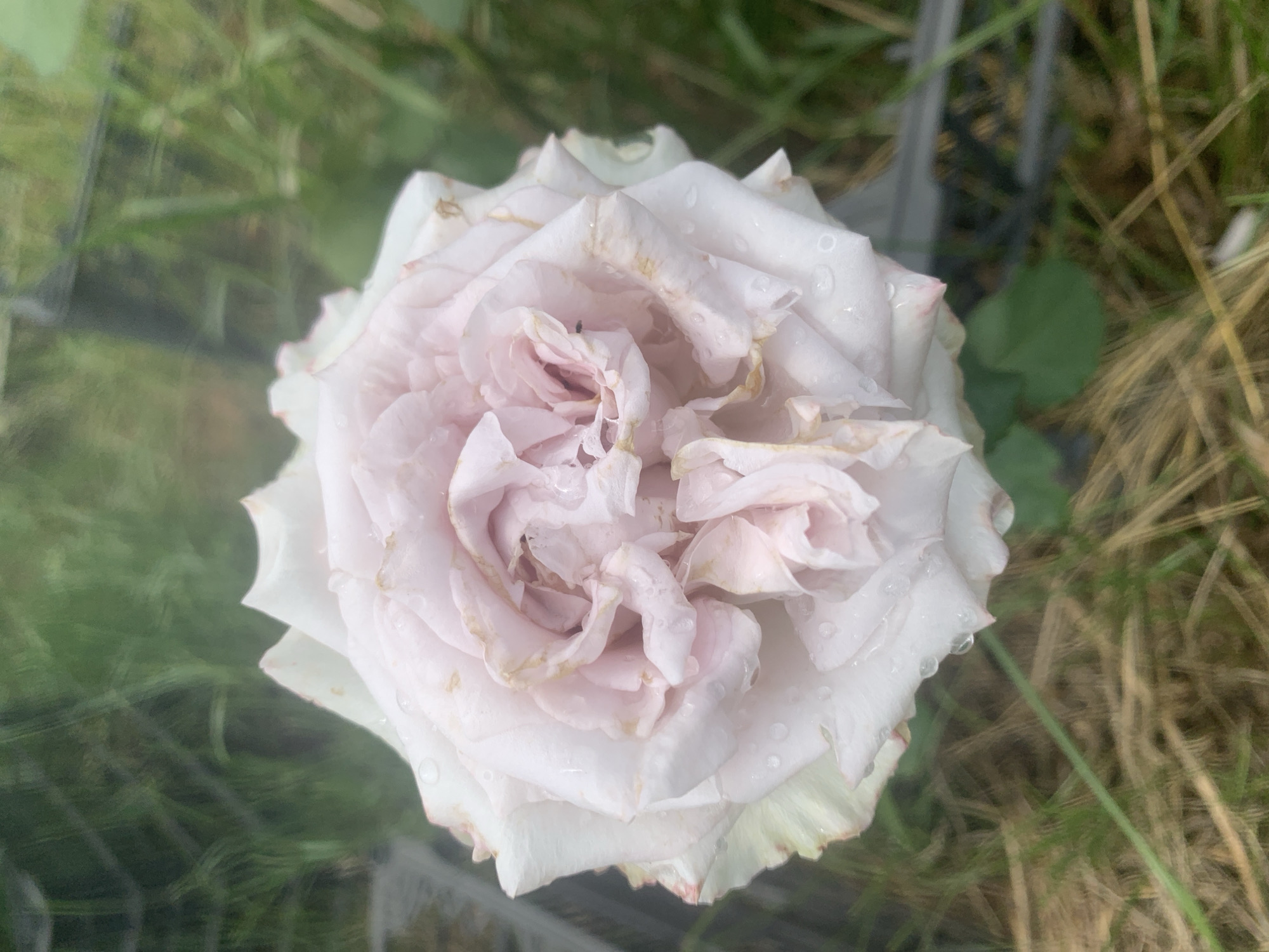 A close-up, overhead shot shows a light pink rose with delicate, ruffled petals. The petals are slightly curled and appear wet, with several small water droplets scattered across their surface. The edges of some petals are tinged with a pale yellow or light brown, suggesting they are beginning to dry or have been exposed to the elements. The center of the rose is tightly furled, revealing layers of innermost petals. The background is softly blurred, with hints of green grass and some indistinct dark objects that might be crates or containers. The overall impression is of a fragile flower in a natural or garden setting. The location is Unknown, Unknown.
