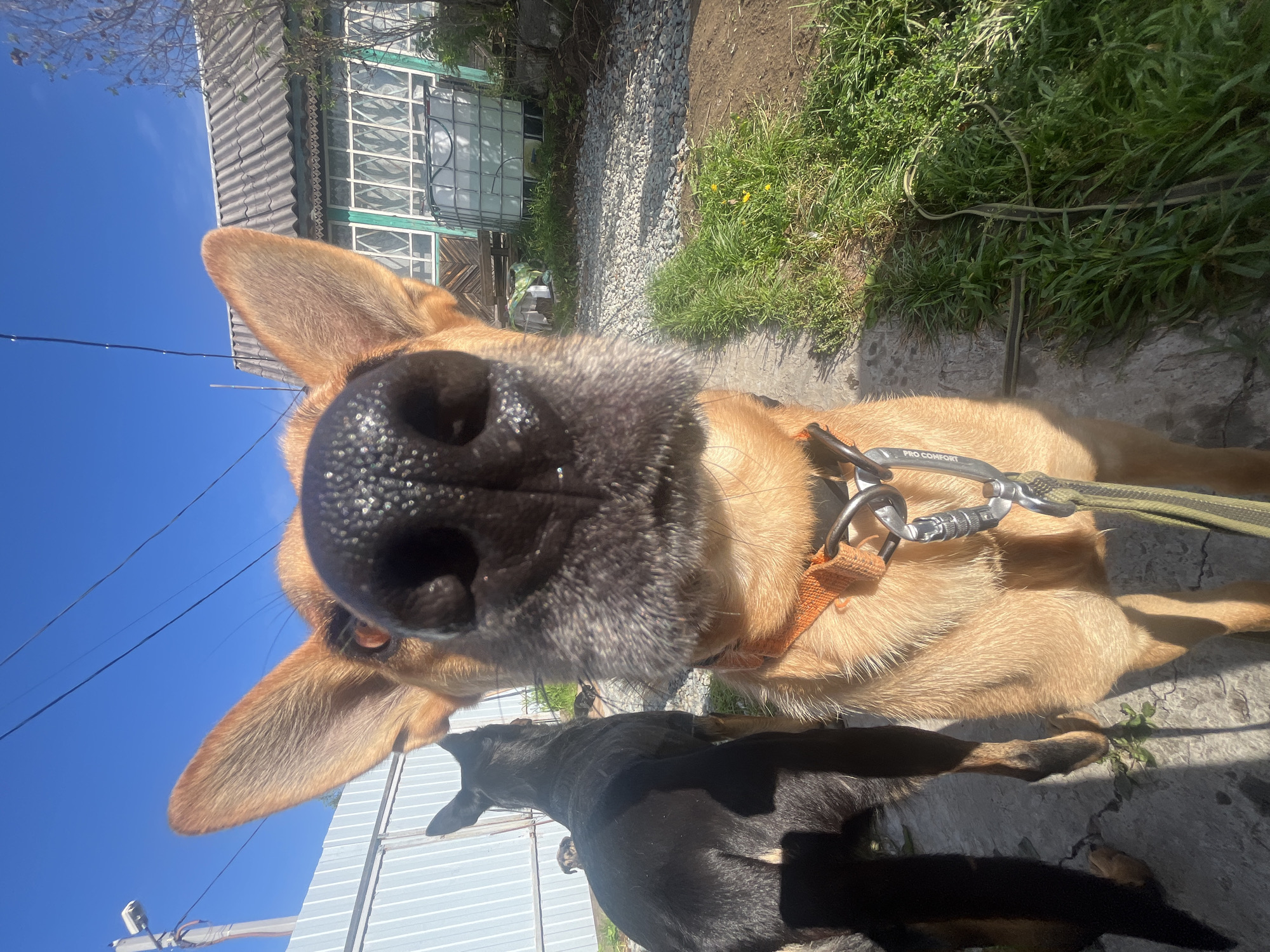 Two dogs are in the foreground. The dog on the right, a light brown German Shepherd, is very close to the camera, its nose filling the frame. The dog is wearing an orange collar with a metal carabiner clip attached. To the left of this dog is a black German Shepherd, facing away from the camera. In the background, a fence, a wooden house with a gray roof, and some greenery are visible. The scene appears to be outdoors in a residential area. The location is identified as Nizhny Tagil, Russia.