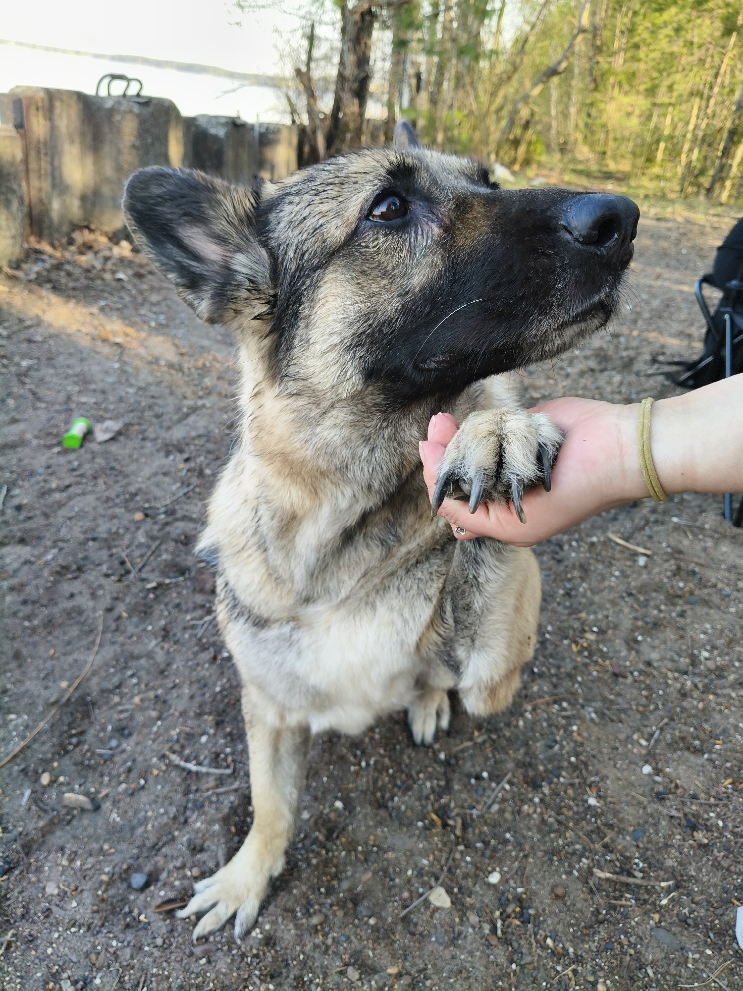 The image shows a medium-sized dog sitting outdoors on dirt ground. The dog has a black nose, tan and gray fur, and its front left paw is resting in a person's hand. The person is wearing a green bracelet. In the background, there are trees, a metal structure, and what appears to be forest. The location is Chaikovsky, Russia.