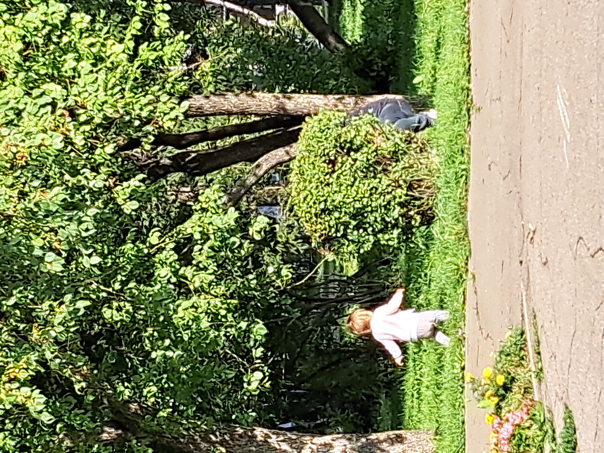 In Irkutsk, Russia, a young child with blonde hair, wearing a pink long-sleeved shirt and grey pants, is captured from behind in a full-body shot as they run on a paved path bordered by a grassy area. The child is moving from left to right. Partially obscured by a bushy green plant, a person is visible wearing dark pants and white shoes, facing the child and appearing to be watching them. The background features large trees with dense green foliage and dappled sunlight, suggesting an outdoor park or residential area. The overall scene is bright and appears to be taken during daylight hours.