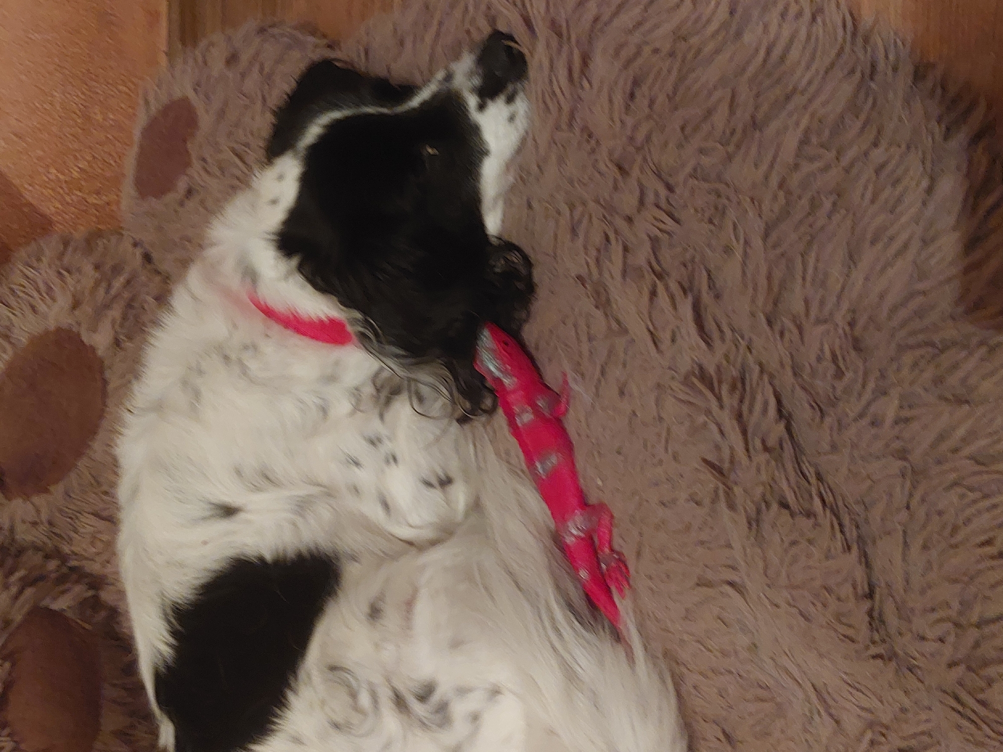 A black and white dog lies on a large, tan, bear-shaped pillow. The dog is wearing a pink collar and has a red, crocodile-shaped toy in its mouth. The flooring next to the pillow appears to be made of wood. There is no indication of the location being Tsarevo, Bulgaria.