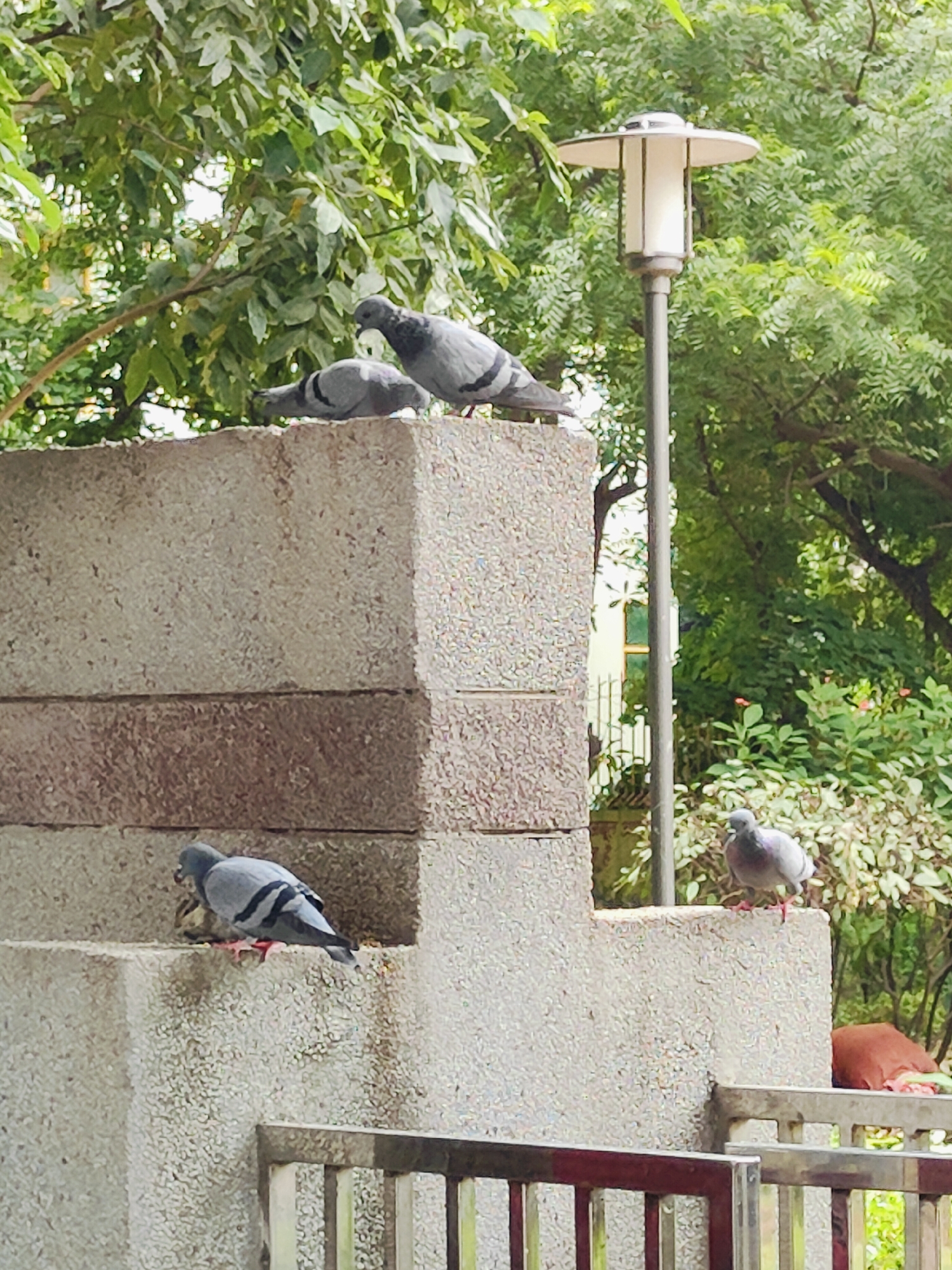 Four pigeons are perched on a concrete structure in Gurgaon, India. Two pigeons are on the top level of the structure, with one actively pecking at the surface and another facing away. Below them, on a lower ledge, another pigeon is interacting with something, possibly another pigeon or food. Further down on the lowest visible ledge, a single pigeon stands alert. The concrete structure is made of stacked blocks, with the top layer appearing lighter in color and texture than the lower sections. Behind the structure, lush green trees form a dense backdrop, and a modern lamppost with a white light fixture stands to the right. In the foreground, a portion of a metal railing is visible. The overall scene depicts a natural encounter with urban wildlife within a city park or public space.