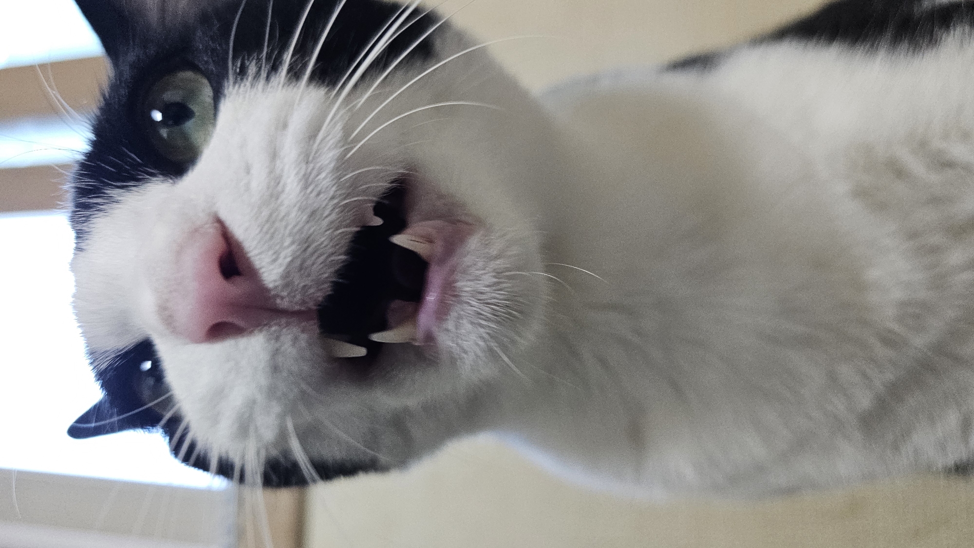 A close-up, low-angle, indoor shot shows the face of a black and white cat, its mouth slightly open, revealing its teeth and pink gums. The cat's whiskers are prominent, and its green eyes are partially visible. The background is out of focus, with vertical blinds suggesting a window. The overall lighting is bright, coming from above and slightly behind the subject. The location of this image is not specified as being in Asan-si, South Korea.