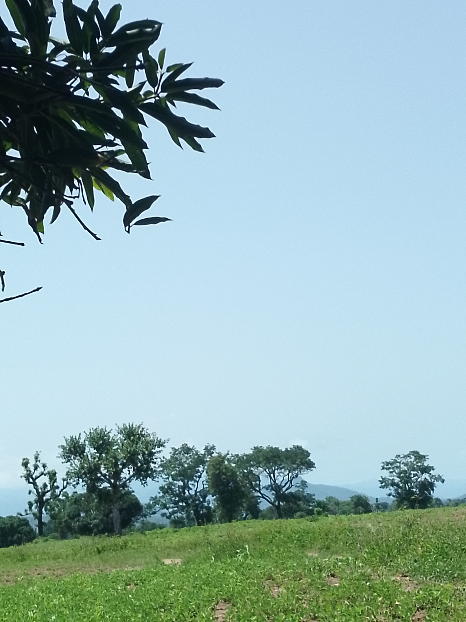 An outdoor shot captures a landscape under a clear blue sky. In the foreground, a patch of green vegetation fills the lower portion of the frame. Beyond this, a line of trees stretches across the mid-ground, with some appearing more full and rounded, while others have a more sparse, branching structure. In the distance, a hazy outline of hills or mountains can be seen against the horizon. The upper left corner of the image features a branch with dark green leaves hanging into the frame. The scene appears to be a rural or natural environment, possibly a field or park.