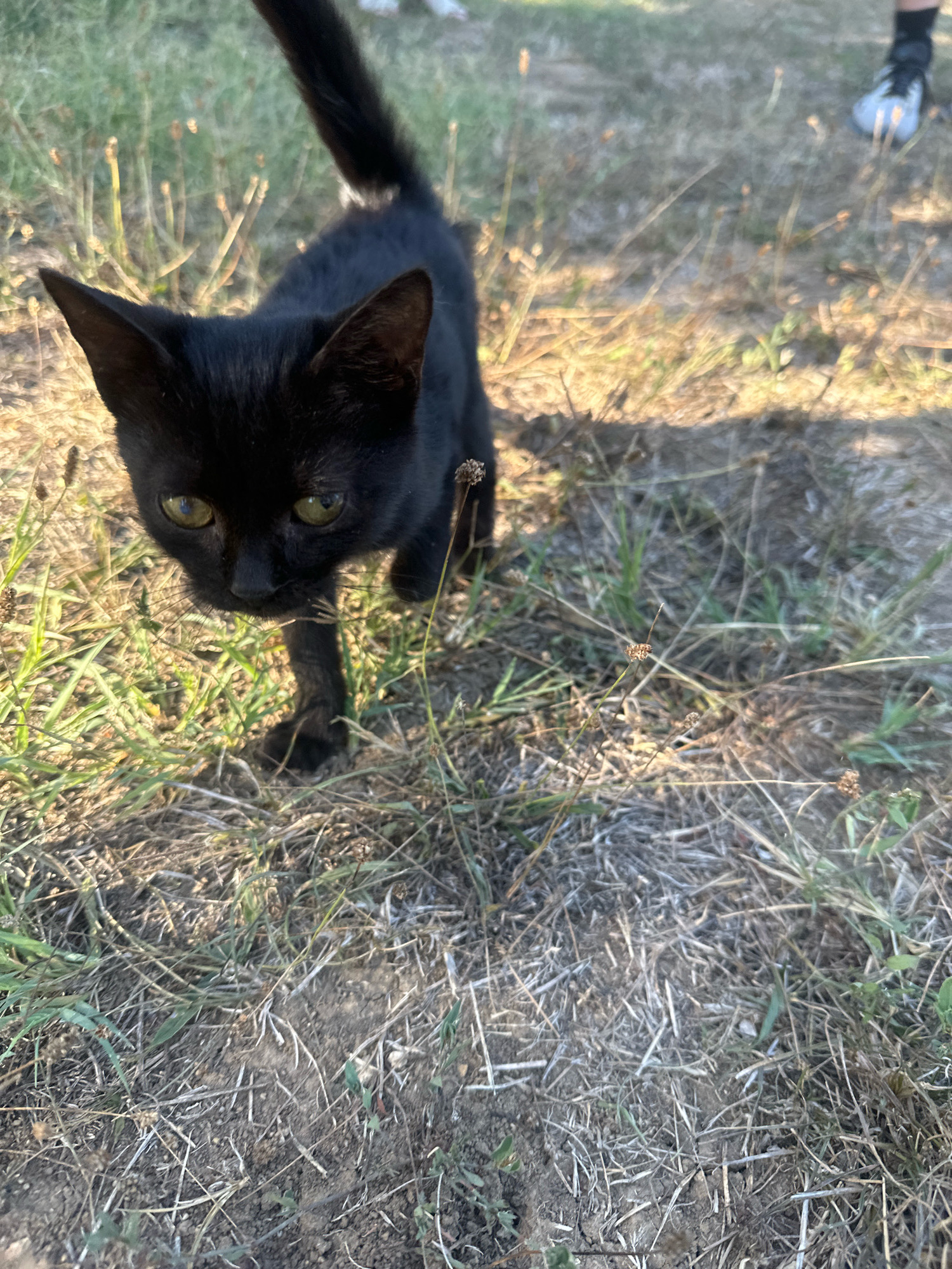 A black kitten with green eyes is standing on dry grass and dirt. The kitten is looking directly at the camera. The background is out of focus and shows more dry grass and dirt, with a blurred person's legs and shoes in the upper right corner. The lighting suggests it is daytime and outdoors. The scene appears to be a rural or natural area.