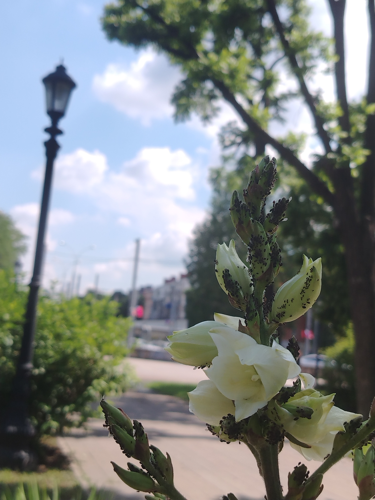 The image shows a close-up of a white flower with a stem covered in small black insects, likely aphids. The flower is in focus, with its petals unfurling. In the background, a lamppost is visible on the left side, and trees with green foliage are on the right. The scene appears to be outdoors, possibly in a park or garden, with a paved walkway and buildings in the distance. The sky is blue with scattered clouds. There are no people visible in the image. The location is identified as Krasnodar, Russia.