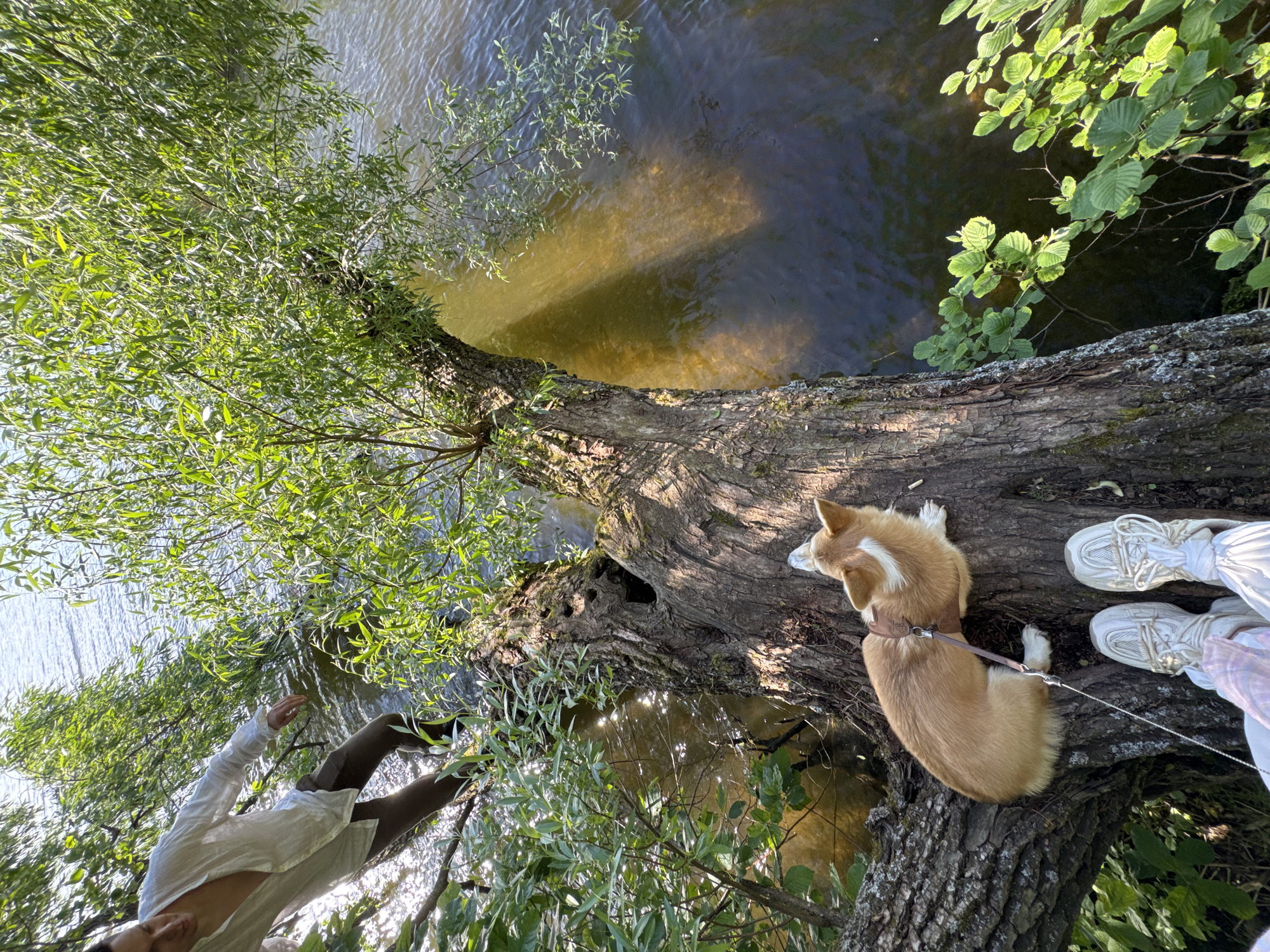 The image captures a scenic view by a body of water in Votkinsk, Russia. A person, partially visible in the upper left corner, is dressed in a white open-necked shirt and brown pants, leaning over a fallen tree that spans across the water. Their posture suggests they are either interacting with the environment or observing something.
In the center of the frame, a Pembroke Welsh Corgi with tan and white markings rests on the fallen tree trunk. The dog is wearing a harness and is leashed, with the leash extending towards the viewer. In the foreground, a pair of white athletic shoes is visible, suggesting the perspective of someone standing or sitting nearby, likely the person who owns the dog.
The fallen tree is thick and weathered, covered in bark and some moss. It extends over the water, which appears to be a lake or river, with sunlight dappling the surface and casting shadows through the surrounding foliage. The environment is lush and green, with trees and branches abundant, creating a natural, outdoor setting. The water is dark with some areas of reflected sunlight. The overall scene depicts a moment of relaxation and connection with nature, featuring a person, their dog, and the natural beauty of Votkinsk.