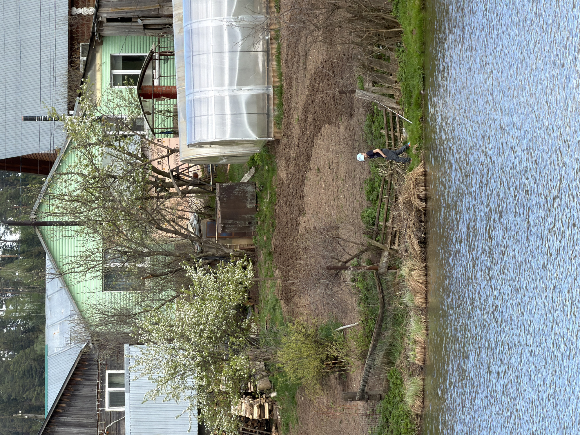 The image shows a lakeside scene in Фоки, Russia. A body of water occupies the right side of the frame. Along the left edge, a strip of land features a mix of vegetation, including grass, shrubs, and trees, some of which are in bloom. In the background are houses of varying construction and color. A man wearing a dark shirt and a light-colored hat is standing near the edge of the lake. A greenhouse is situated between the house and the cultivated land. The sky is not visible.