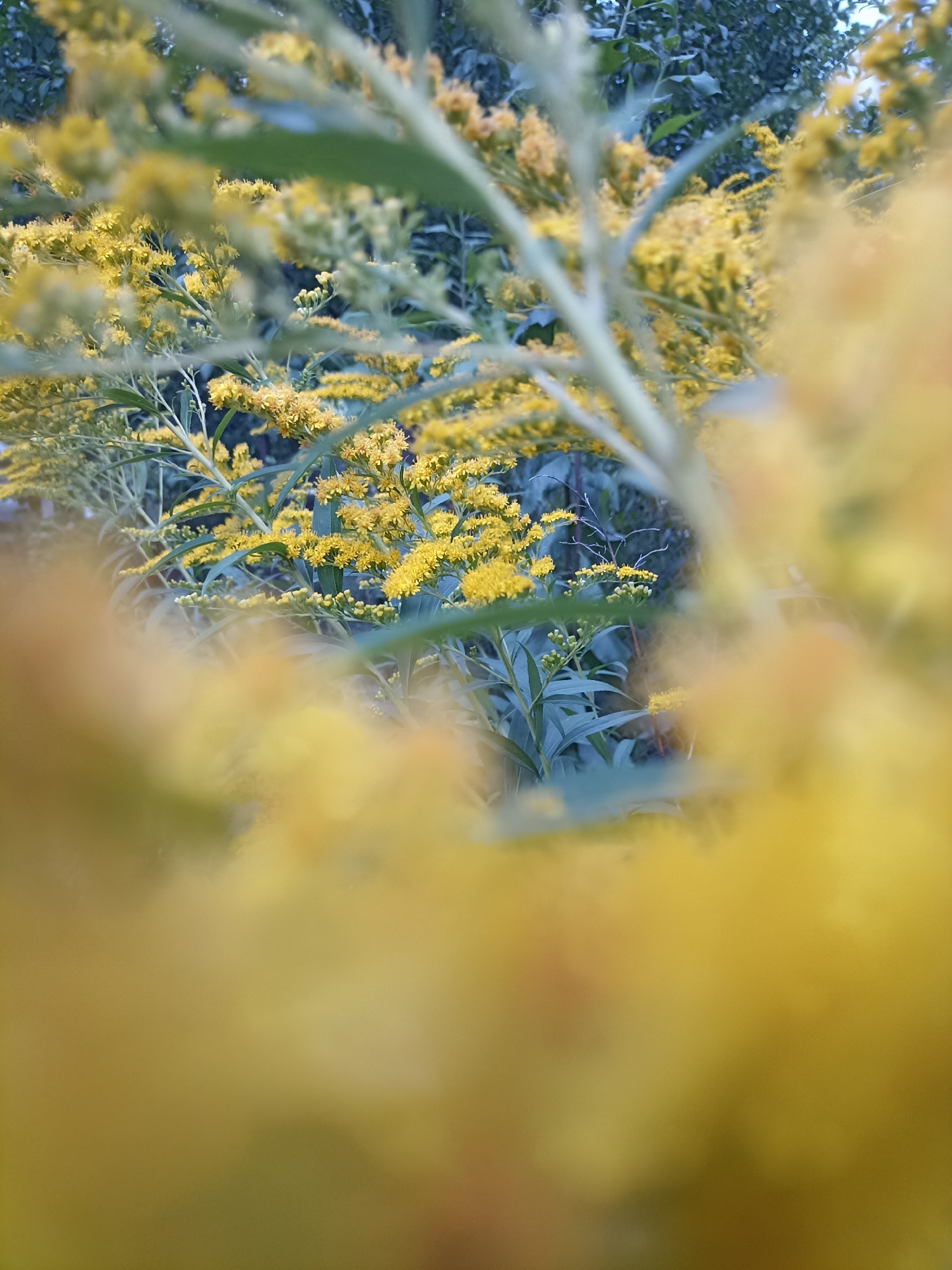This image is a close-up shot of a dense cluster of small yellow flowers, likely goldenrod, in a natural setting. The foreground is heavily blurred with soft yellow hues, creating a bokeh effect that frames the sharper, more detailed flowers in the midground. These midground flowers are arranged in numerous small clusters on tall, thin stems with green leaves. In the background, darker green foliage is visible, suggesting a garden or a wild area. The lighting appears to be natural daylight, possibly overcast, contributing to the soft, diffused light throughout the image. The image does not contain any people or specific urban landmarks, and therefore cannot be definitively placed within Gavrilova Poljana, Russia, though it depicts a common natural scene that could be found in many rural or park areas.