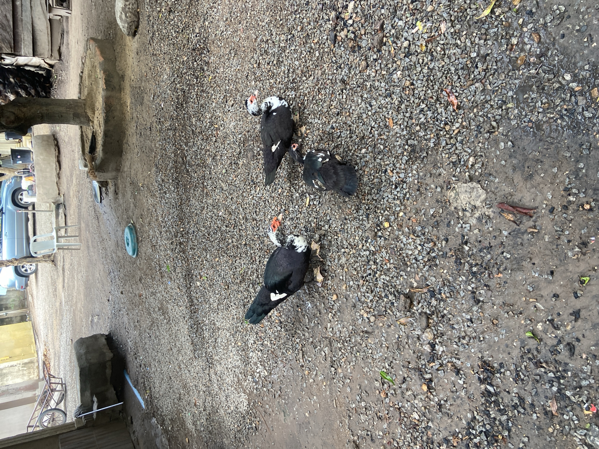 The image shows a gravelly area, possibly a yard or side lot, in Mararaba, Nigeria. Three black and white Muscovy ducks are present. The ground is damp, with evidence of recent rain or moisture. There are buildings, parked vehicles and a wheelbarrow visible in the background. The scene suggests a residential or mixed-use area.