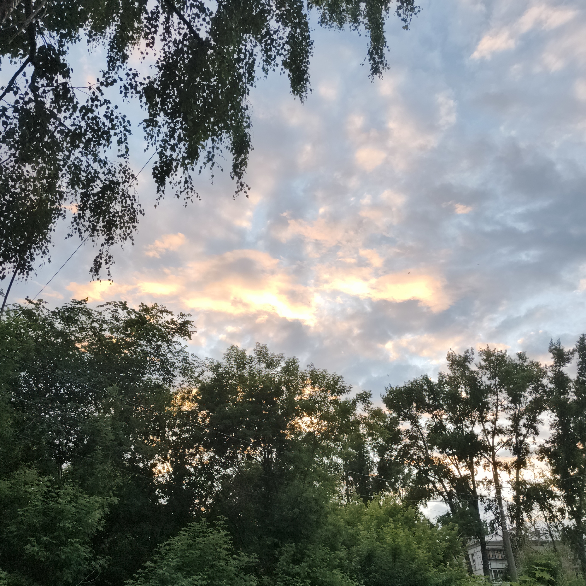 The image shows a view of the sky and trees at dusk, likely taken in Chaikovsky, Russia. The sky is filled with a mixture of light blue and gray clouds, with streaks of pink and yellow where the sun is setting. The tops of tall, leafy trees, primarily deciduous species, frame the lower portion of the sky. Some branches and leaves from overhead trees are visible in the upper corners of the image, appearing dark against the brighter sky. The trees are dense and green, suggesting a natural or park-like setting within the city. In the background, glimpses of buildings can be seen through the foliage, indicating an urban environment. The overall impression is of a peaceful twilight scene.