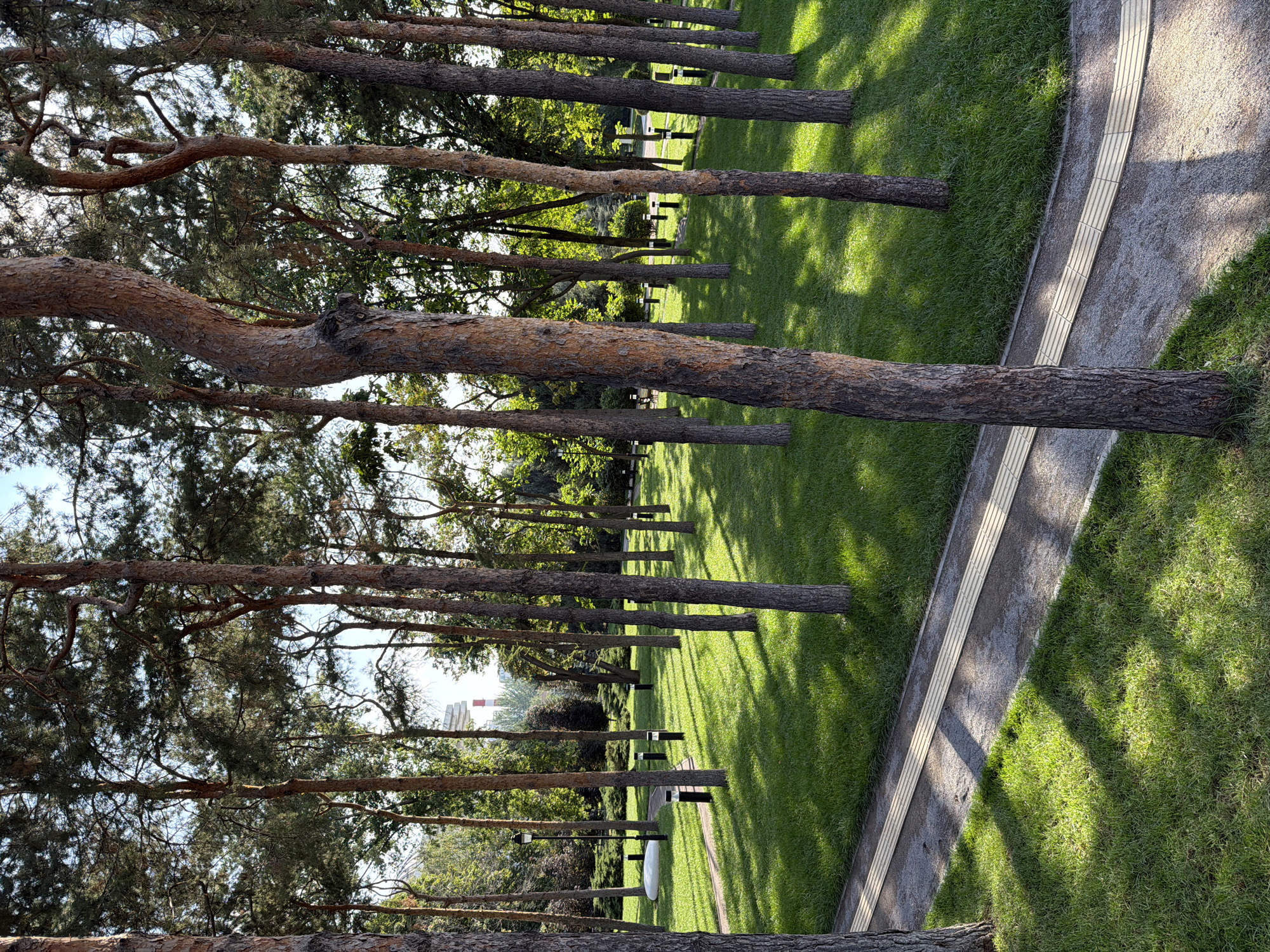 The image depicts a park with a pathway winding through a stand of tall pine trees. The ground is covered in neatly mowed green grass, with dappled sunlight and shadows cast by the trees. Along the pathway, there are small, modern black lampposts spaced at intervals. In the background, a large white, oval-shaped structure is visible on the left, and a tall industrial chimney with red and white bands stands out against the sky in the distance. The overall scene is serene and well-maintained. This park is identified as the First President's Park in Almaty, Kazakhstan.