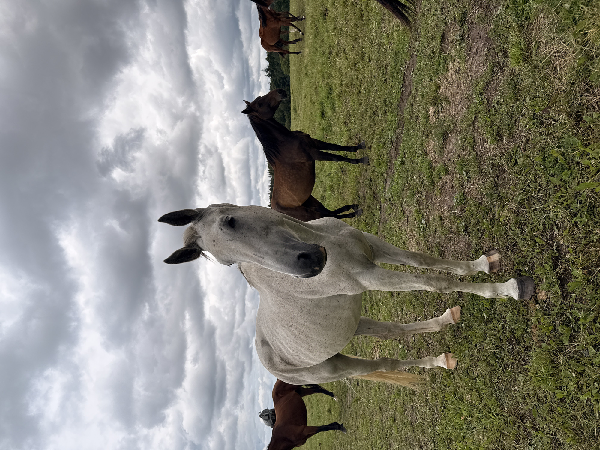 The image shows a herd of horses in a grassy field under a cloudy sky. The main subject is a dappled gray horse in the foreground, facing the camera with its head turned. Its ears are pricked forward, and its expression is neutral. Behind it, a dark brown horse stands with its head lowered, possibly grazing. Further back, a dark horse with a lighter mane is visible, and another brown horse is partially obscured. The setting is a natural landscape with green grass and a dirt path running through it. The sky is filled with dramatic, heavy clouds, suggesting overcast weather, possibly before or after a storm. The time of day is not clearly indicated but appears to be daytime. The overall mood is peaceful and natural, capturing a moment in the life of these animals in their rural environment. No text is visible in the image. The location is identified as Galinė, Lithuania.