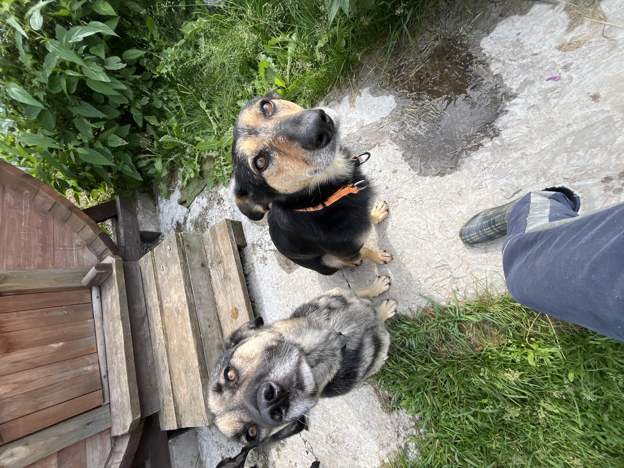 The image shows a ground-level perspective of two dogs sitting on a concrete patio. The dog on the left is a medium-sized dog with tan and grey fur, looking directly at the camera with brown eyes. It has a black nose and a distinctive black stripe down its forehead. The dog on the right is similar in size and breed, with black and tan fur, also looking at the camera with brown eyes. It is wearing an orange collar. Behind the dogs, a wooden structure with stairs is visible, likely part of a house or shed. Lush green vegetation, including tall grass and leafy plants, surrounds the patio and the wooden structure. In the foreground, a person's legs are visible, wearing dark blue pants and a plaid boot, suggesting the photograph was taken by someone standing or kneeling. A puddle of water is present on the concrete. The scene appears to be outdoors in a rural or semi-rural setting. The specific location in Nizhny Tagil, Russia cannot be determined from the visual information alone.
