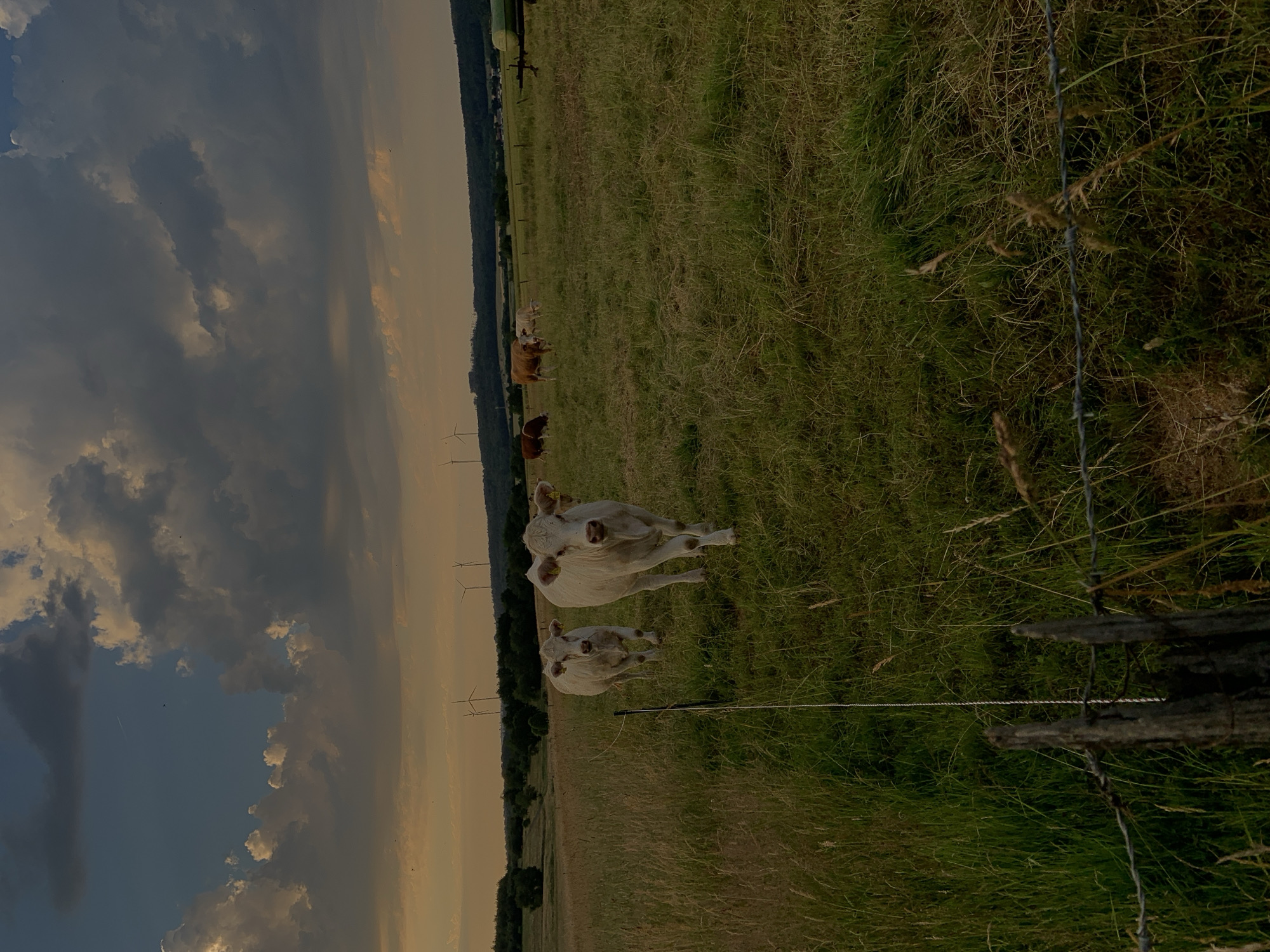 A picturesque rural scene unfolds under a dramatic, cloud-filled sky, likely captured in Beltershain, Germany, during the golden hour. Two light-colored cows are prominently featured in the foreground, walking towards the viewer across a grassy field. The cow on the right is closer and more detailed, its head turned slightly. Behind them, more cows, some brown and white, graze in the distance, their forms softer due to the atmospheric perspective.
The landscape is characterized by rolling hills and scattered trees, with several wind turbines dotting the horizon, indicating a rural or semi-rural setting with a focus on renewable energy. A barbed wire fence with wooden posts runs along the bottom left of the frame, separating the viewer from the field. The overall impression is one of pastoral tranquility, enhanced by the warm, diffused light of the setting sun. The sky itself is a dynamic canvas of dark, heavy clouds interspersed with pockets of bright light, suggesting a transition in weather. The image is shot from a low angle, emphasizing the expanse of the field and sky.