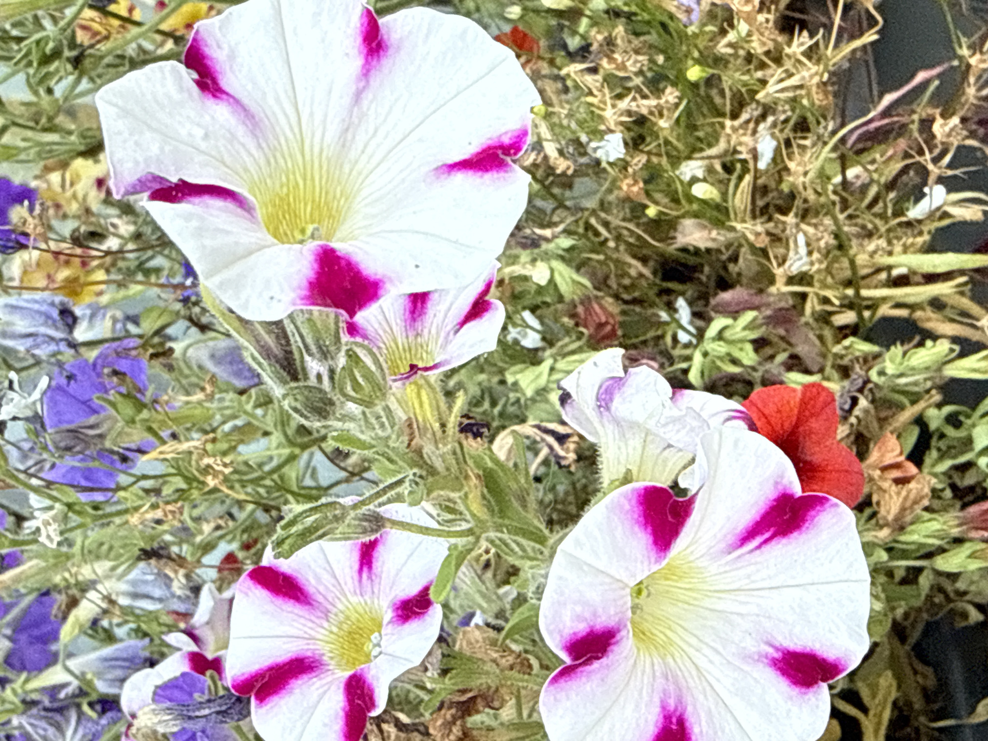 The image is a close-up, eye-level shot of a cluster of petunias. The petunias are predominantly white with vibrant pink stripes radiating from the center. Their trumpet-shaped blossoms are facing in various directions, with some appearing fully open and others partially closed. The foreground features two large, prominent petunias in sharp focus, while others are blurred in the background. Interspersed with the petunias are green leaves, dry and brown foliage, and hints of purple and red flowers, suggesting a mixed planting. The background is softly blurred, creating a shallow depth of field that emphasizes the flowers. The overall impression is one of natural beauty in a garden or floral arrangement. The image does not contain any recognizable landmarks or specific environmental cues that would allow for its precise location within Vikraičiai, Lithuania.