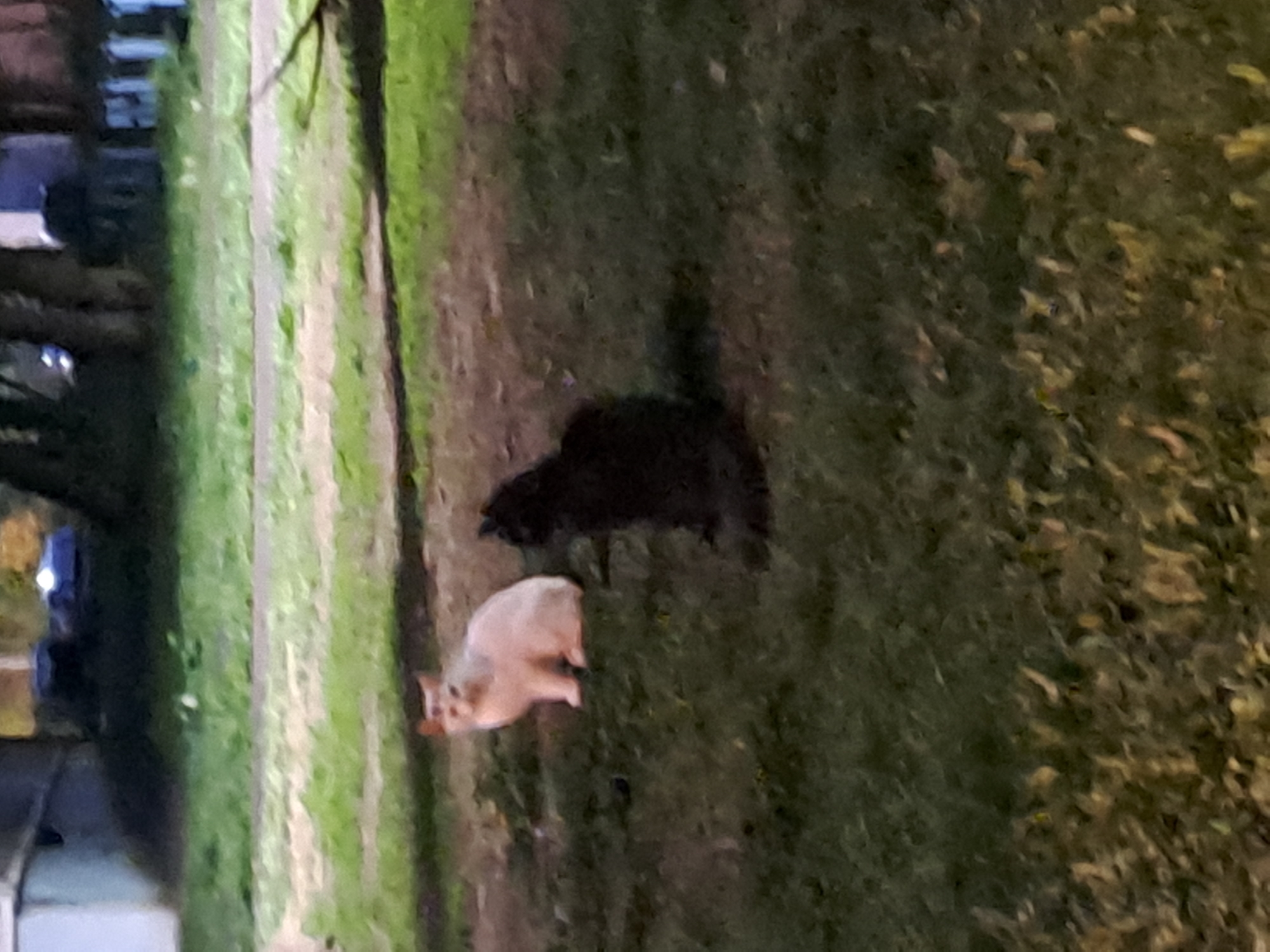 On a patch of grassy ground, a light-colored cat lies prone next to a dark-colored cat. In the blurred background, what appears to be a street with parked cars is visible. The location is likely Elektrostal, Russia.