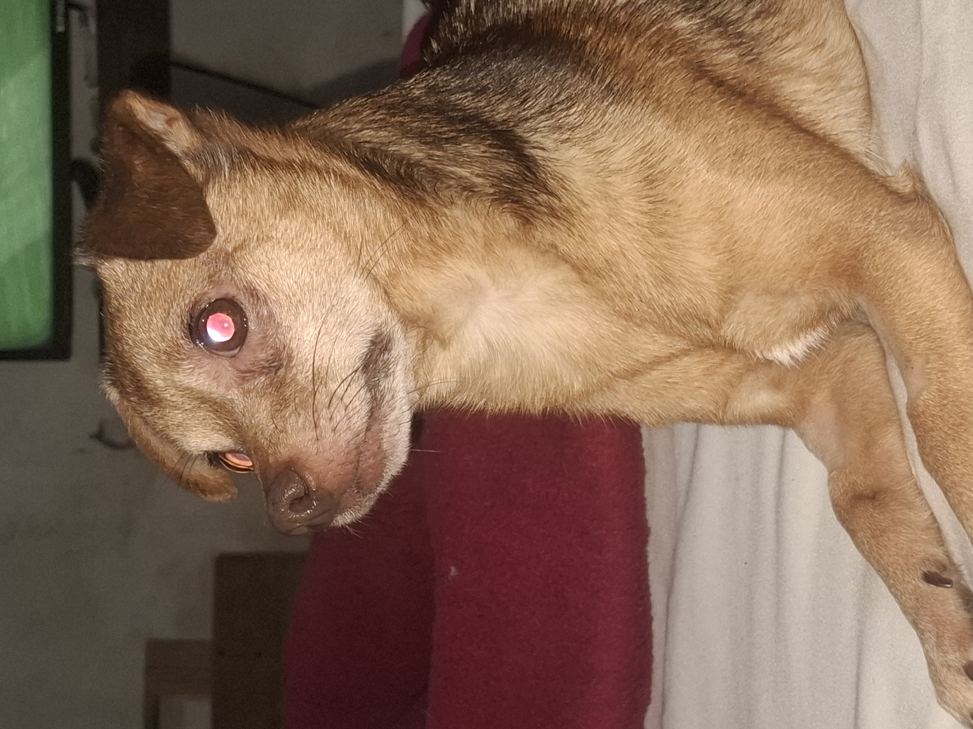A small tan dog with dark markings on its fur is lying on a white surface. The dog is positioned facing left in the frame, with its head turned to look towards the viewer. Its eyes exhibit a red-eye effect, likely due to flash photography. The dog is resting on what appears to be a bed or couch with a red cushion behind it. In the background, out of focus, a television screen displays a green image. The overall environment suggests an indoor setting, possibly a home in the city of Wilde, Argentina.