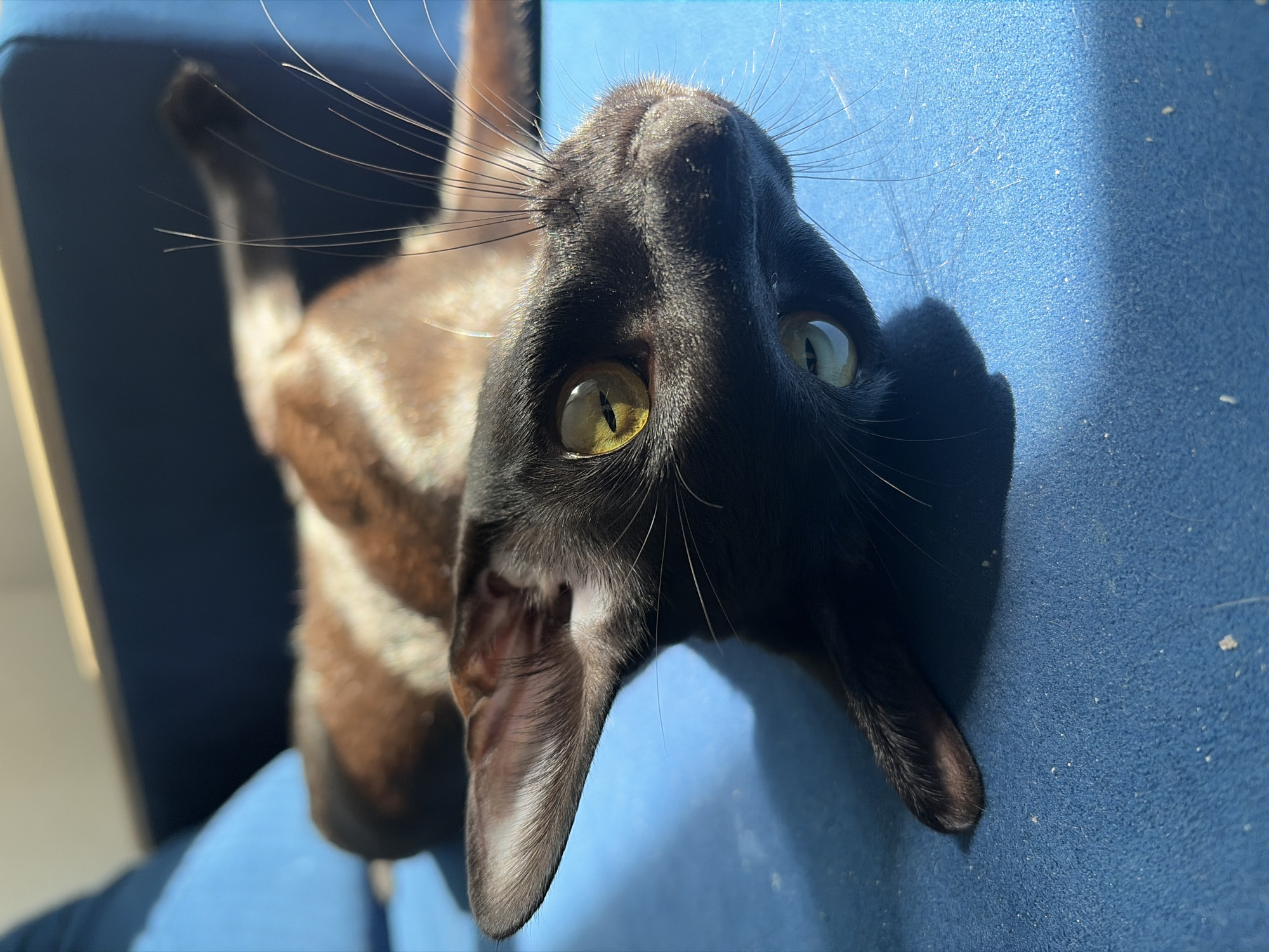 An upside-down black cat with striking yellow eyes is lying on a textured blue surface, possibly a couch or chair. The cat's body is elongated, with its hind legs stretched out and its tail partially visible. Sunlight casts a sharp shadow of the cat onto the blue surface, highlighting the texture of the material. The cat's fur appears sleek and dark, with subtle brown tabby markings visible on its back. Its large ears are perked up, and long whiskers fan out from its muzzle. The lighting suggests a bright, sunny day. The image does not contain any information about the city of Chaikovsky, Russia.