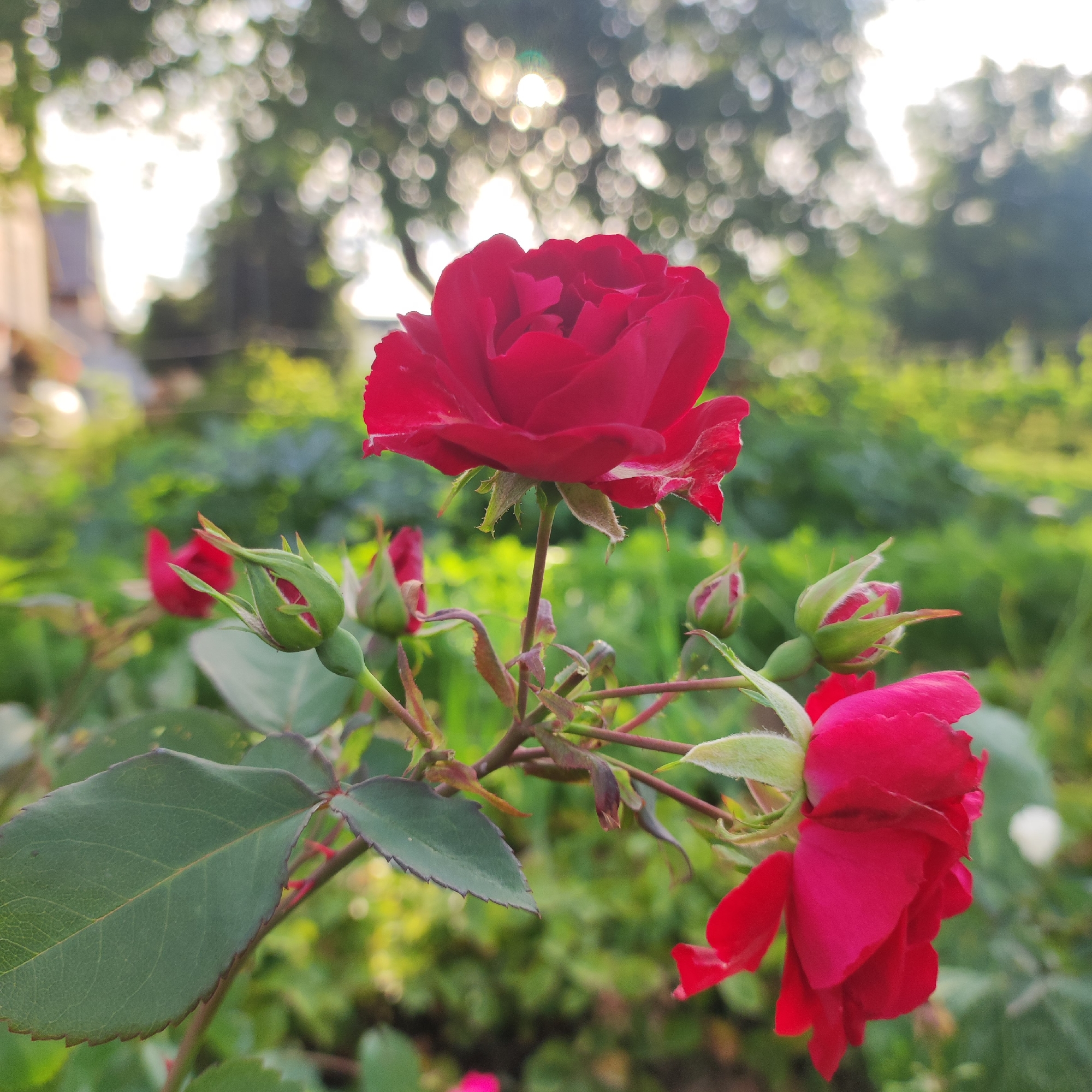 A close-up, eye-level, medium shot captures a cluster of vibrant red roses in a garden setting. The main subject is a fully bloomed rose at the top of the frame, with its velvety petals unfurling. To the right, another red rose is partially visible, its petals drooping slightly. Several rosebuds, in various stages of opening, are interspersed among the blooms and foliage. The leaves are a deep green with serrated edges. The background is softly blurred, with dappled sunlight filtering through trees, creating a bokeh effect of bright, circular highlights against a backdrop of green foliage and a building on the left. The overall impression is one of natural beauty in a domestic garden environment.