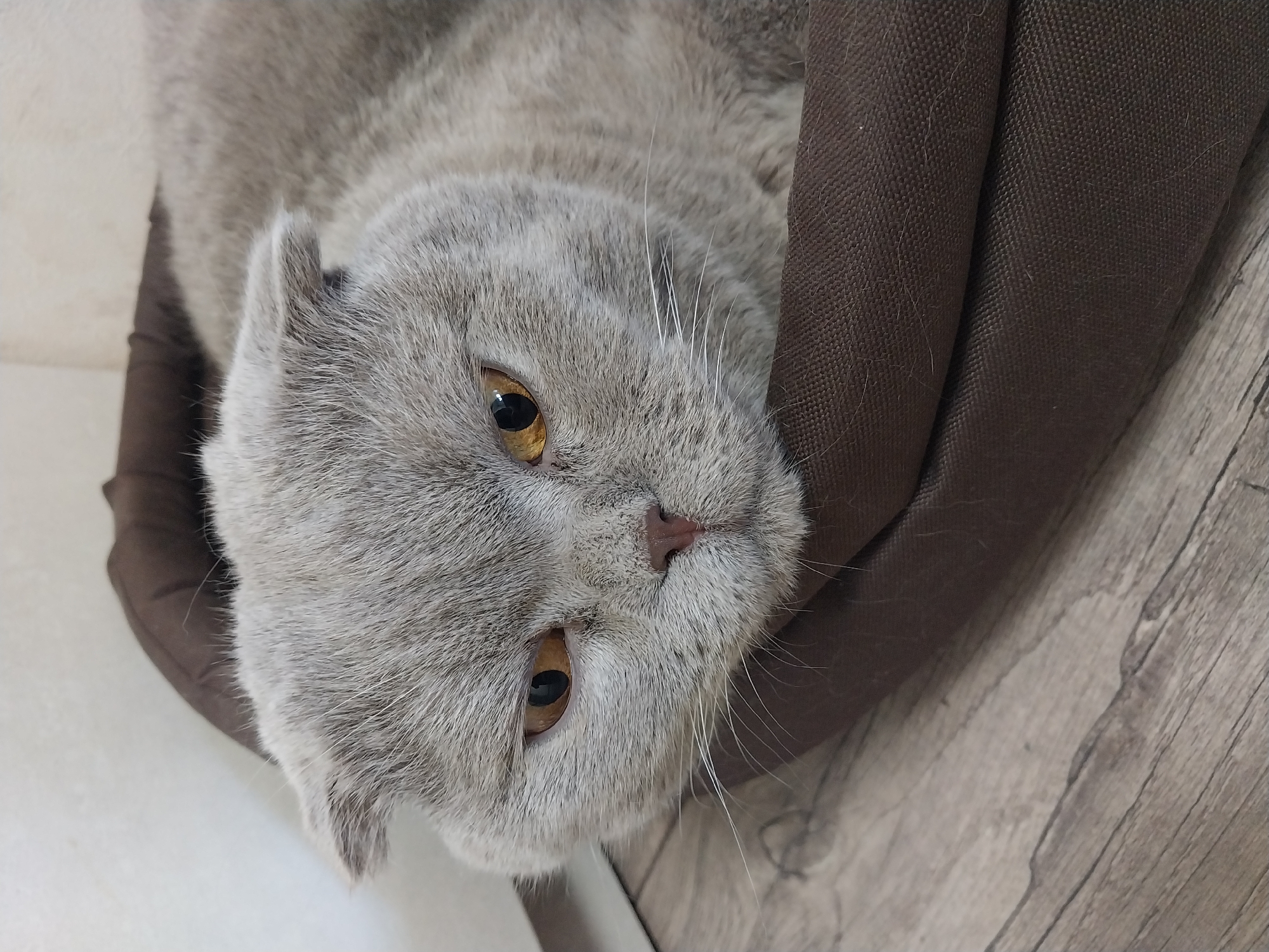 A close-up, eye-level shot shows the face of a grey Scottish Fold cat lying in a brown pet bed. The cat's ears are folded down, and it has piercing amber eyes. Its fur is short and dense. The background is a light-colored wall and a wooden floor. There are no people or any other discernible objects or actions in the image. The scene is indoors, and there is no information to suggest a specific location in the city of Dnipro, Ukraine.