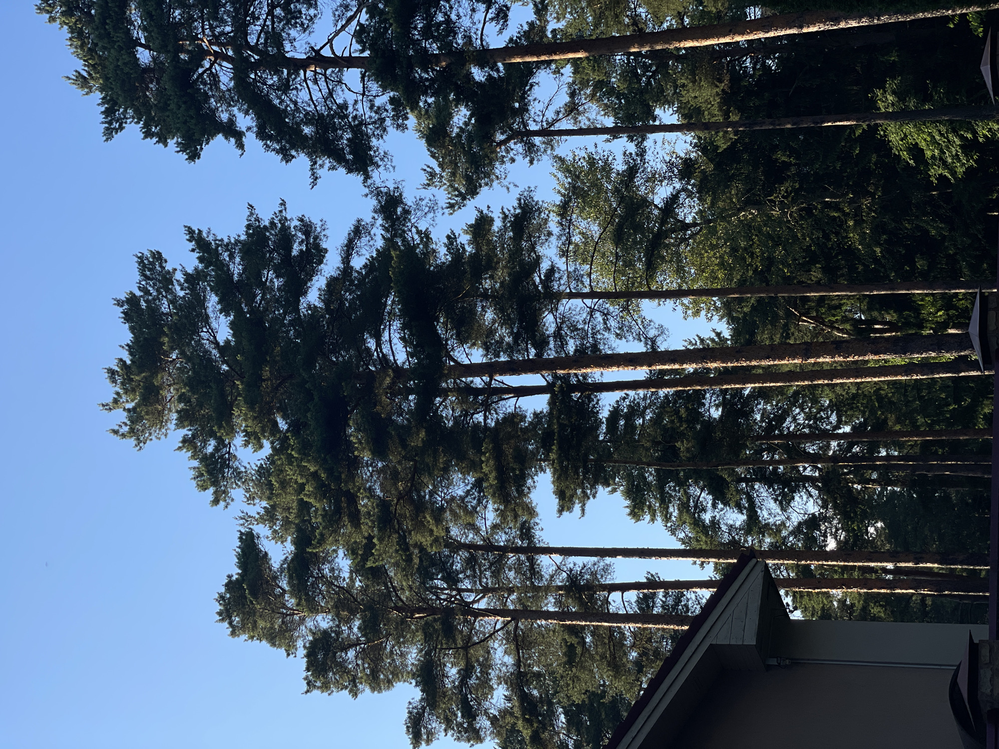 A serene, low-angle outdoor shot captures a cluster of tall pine trees against a clear blue sky, with a portion of a residential building visible on the left. The building's beige exterior wall and dark red roof are in the foreground, suggesting a suburban or rural setting within Solnechnoye, Russia. The trees, with their rough bark and dense green foliage, dominate the frame, creating a sense of natural abundance. The lighting suggests it is daytime, with sunlight casting warm highlights on the tree trunks. There are no people or animals present in the image. The overall scene is tranquil and peaceful.