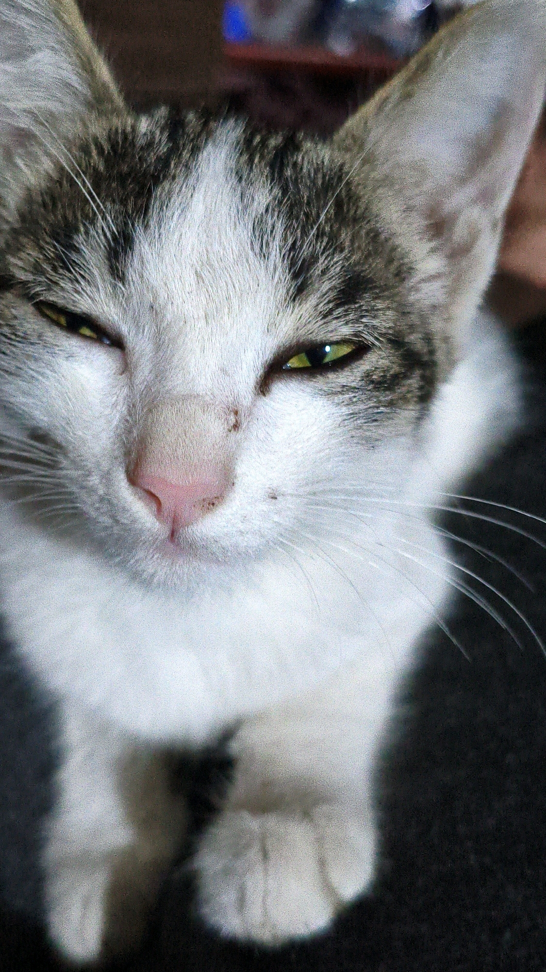 A close-up, head-and-shoulders shot features a young cat with striking green eyes and a pink nose, set against a dark, out-of-focus background. The cat has white fur with patches of grey tabby markings on its head and ears. Its eyes are narrowed, giving it a somewhat mischievous or sleepy expression. A few small dark spots are visible on its nose and face. The cat is sitting, and its front paws are visible in the lower portion of the frame. The image is taken in an indoor setting, likely a domestic environment. The location of Mehnatabad, Uzbekistan is not visually evident in the provided image.