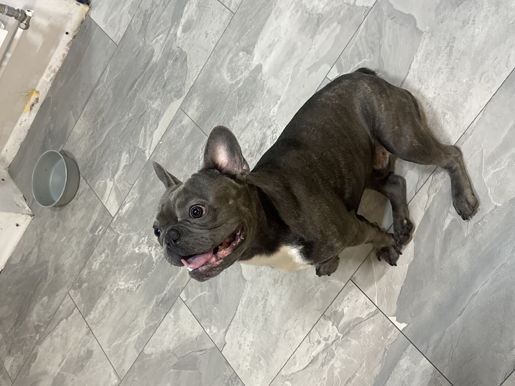 A dark gray French bulldog with a white chest patch sits on a light gray tiled floor, looking upwards with its tongue slightly out and mouth open. The dog's body is angled towards the right side of the frame, with its head turned to look up. The floor tiles have a marble-like pattern with varying shades of gray. In the background, to the upper right of the dog, a gray metal bowl is visible on the floor. The wall behind the bowl appears to be white with some discoloration and yellow staining near the baseboard. A section of pipe and a radiator are also visible on the wall. The scene is indoors.