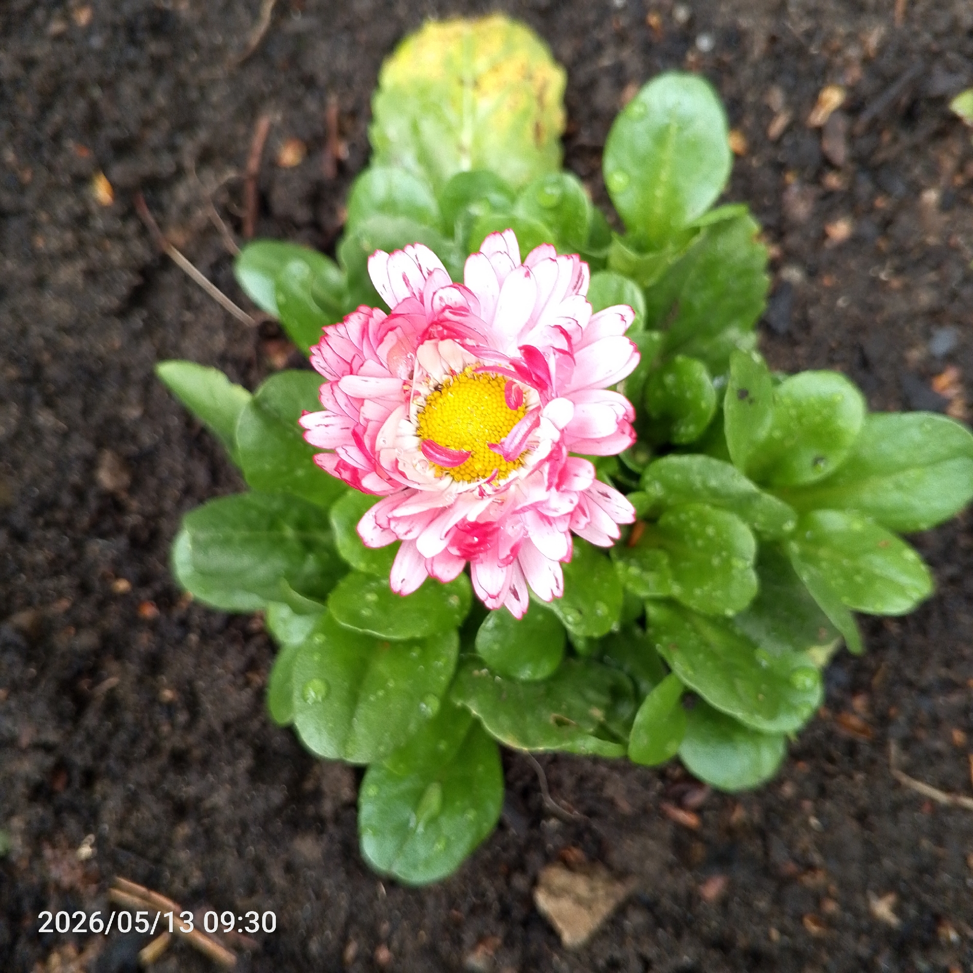 The image depicts a pink and white daisy flower with a yellow center surrounded by green leaves in a patch of dark soil. The photo appears to have been taken outdoors. The date and time "2026/05/13 09:30" are imprinted in the lower left corner. The location is specified as Chaikovsky, Russia, but there is no visual information in the image to confirm this location.
