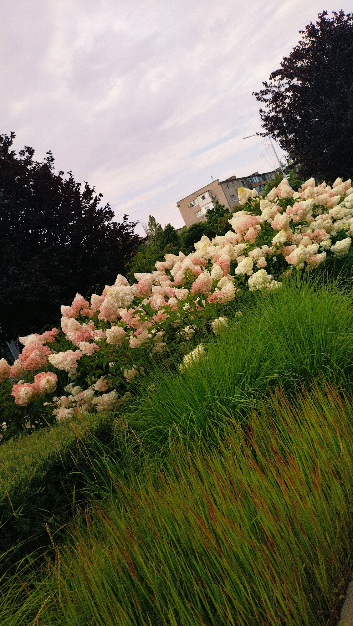 The image shows a sloped grassy area with blooming hydrangeas. A building, possibly an apartment complex, is visible in the background. The sky is overcast. The scene appears to be in the city of Horishni Plavni, Ukraine.
