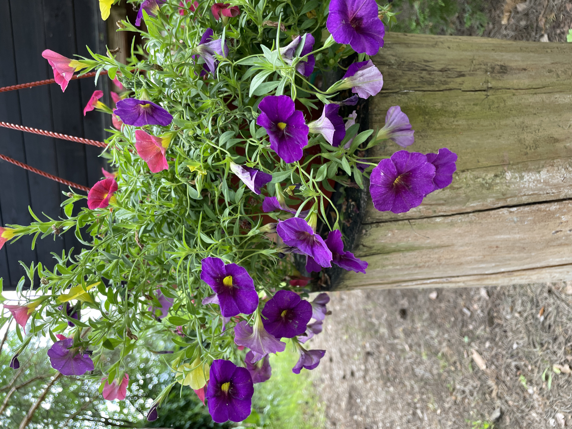A close-up, eye-level outdoor shot shows a hanging basket filled with flowering plants. The flowers are a mix of vibrant purple and pink, with some yellow accents. The plants have green, leafy stems and are cascading over the sides of the basket. The basket itself appears to be made of a rough, wooden material, possibly a log, and is suspended by red ropes. The background is blurred, showing hints of green foliage and what looks like a wooden building structure. The ground beneath is covered with dry leaves and dirt.