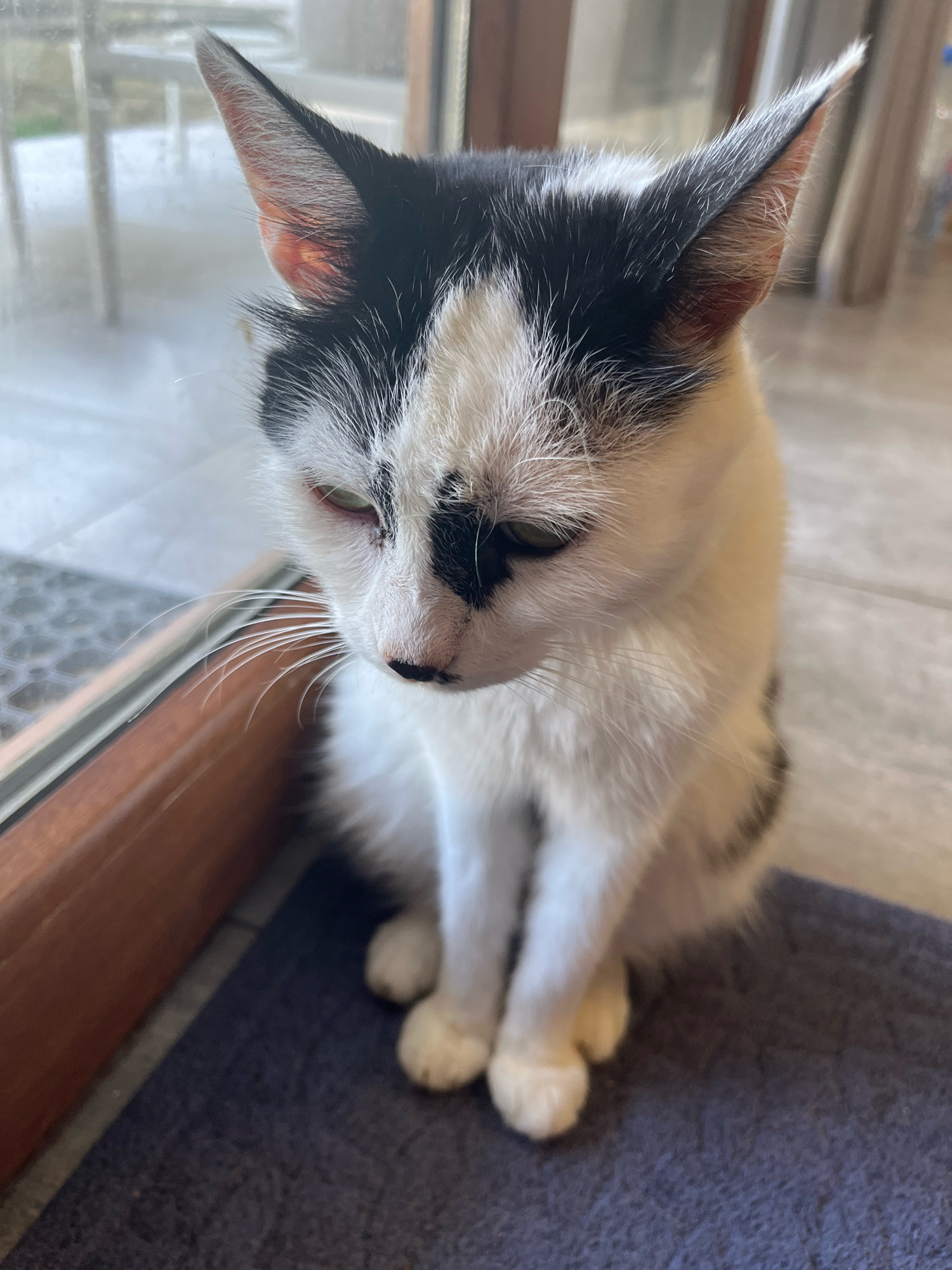 A black and white cat with green eyes is sitting on a dark blue mat near a wooden-framed window. The cat is facing downwards and slightly to the right, with its front paws tucked neatly beneath it. The cat's fur is mostly white with black patches on its head and back. The background shows a blurred interior with furniture and natural light filtering through the window, suggesting an indoor setting within a home or building. The Ureki, Georgia location is not evident from the visual information provided in the image.