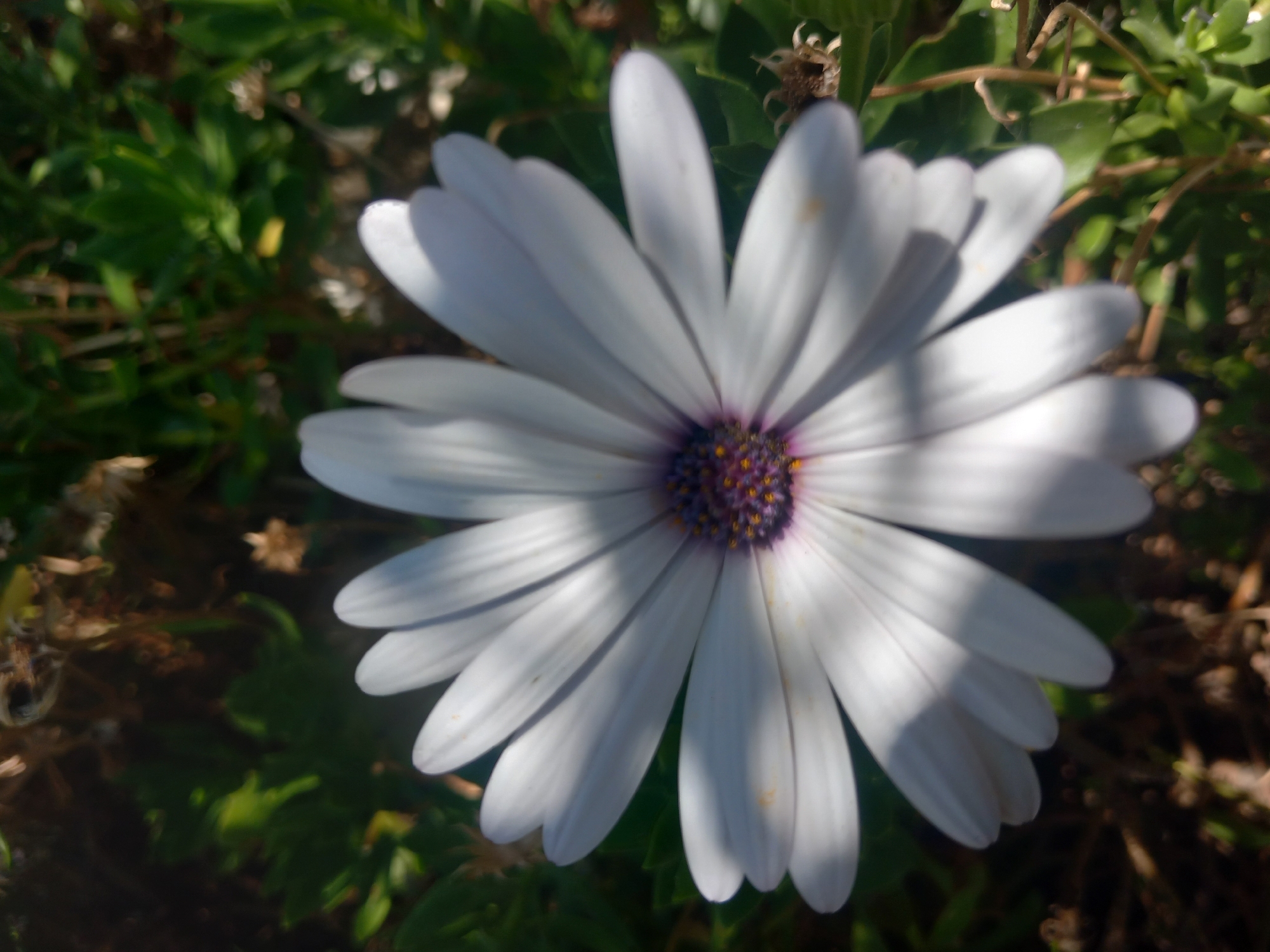 A single, white daisy-like flower with a purple and yellow center is in full bloom. The flower has numerous white petals that are slightly curved and cast shadows on each other. The center of the flower is a dark purple with small yellow stamen. The background is a blur of green foliage and some brown, dry plant material, suggesting an outdoor environment. The image appears to have been taken in the vicinity of Άγιος Νεκτάριος, Greece, given the context. There are no people or discernible actions present in the image.