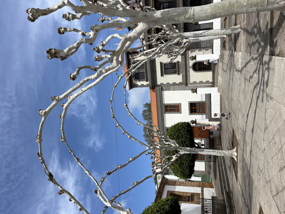The image shows a plaza in the town of Teror, Spain. It is located at latitude 28.059 and longitude -15.548. There are two bare trees in the foreground that create an arch over a cobblestone plaza. The trees are in the center of the plaza, which is surrounded by low white buildings with brown tile roofs. There is one person running across the plaza, and two other people can be seen in the background. The sky is blue with a few white clouds.