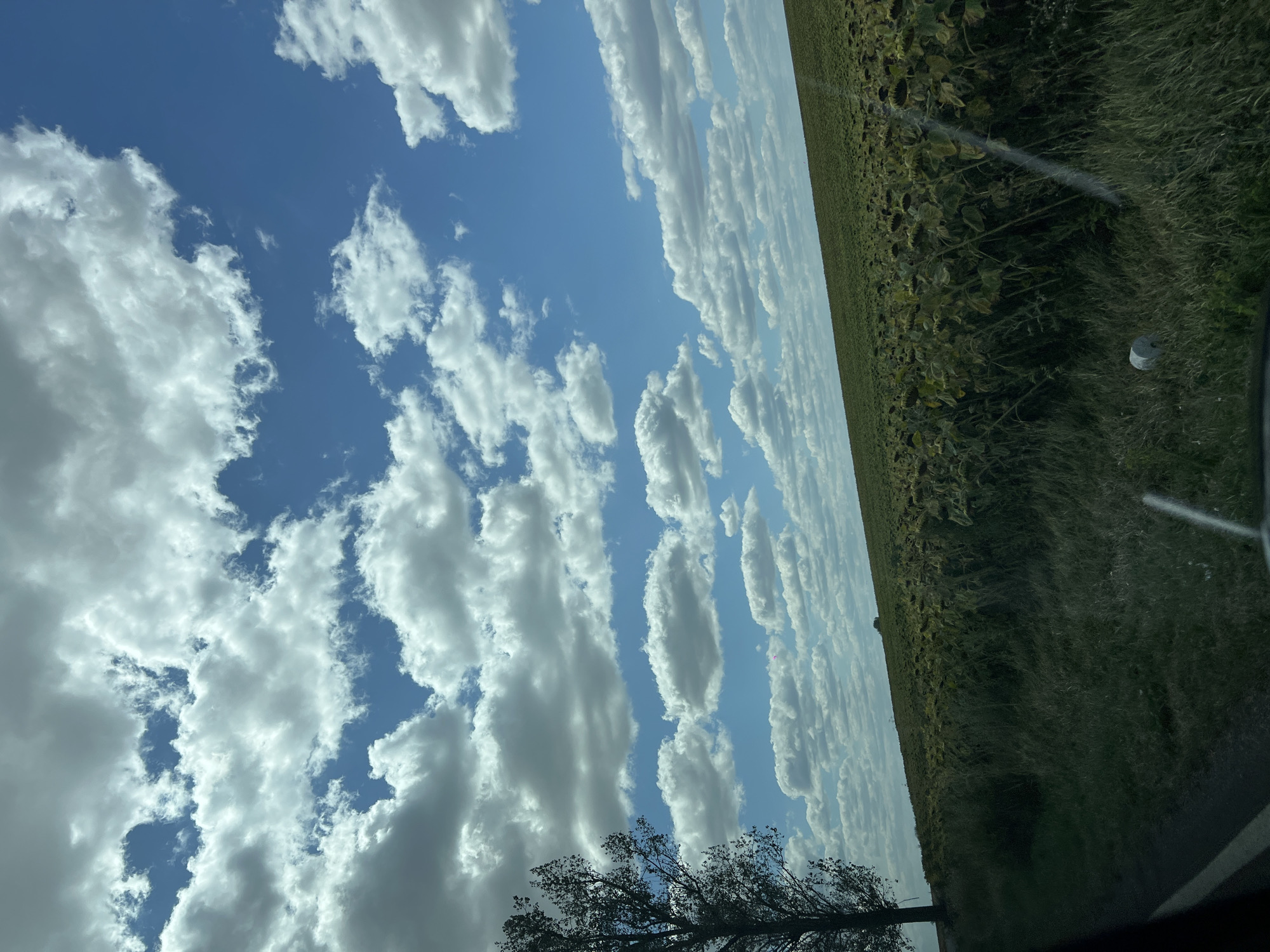 The image shows a vast field of sunflowers under a bright blue sky with scattered white clouds. The sunflowers appear to be mature and their heads are drooping, indicating the end of the blooming season. In the foreground, there is a tree on the left side of the frame and a grassy area next to a road. The scene is likely a rural landscape in Totoești, Romania.