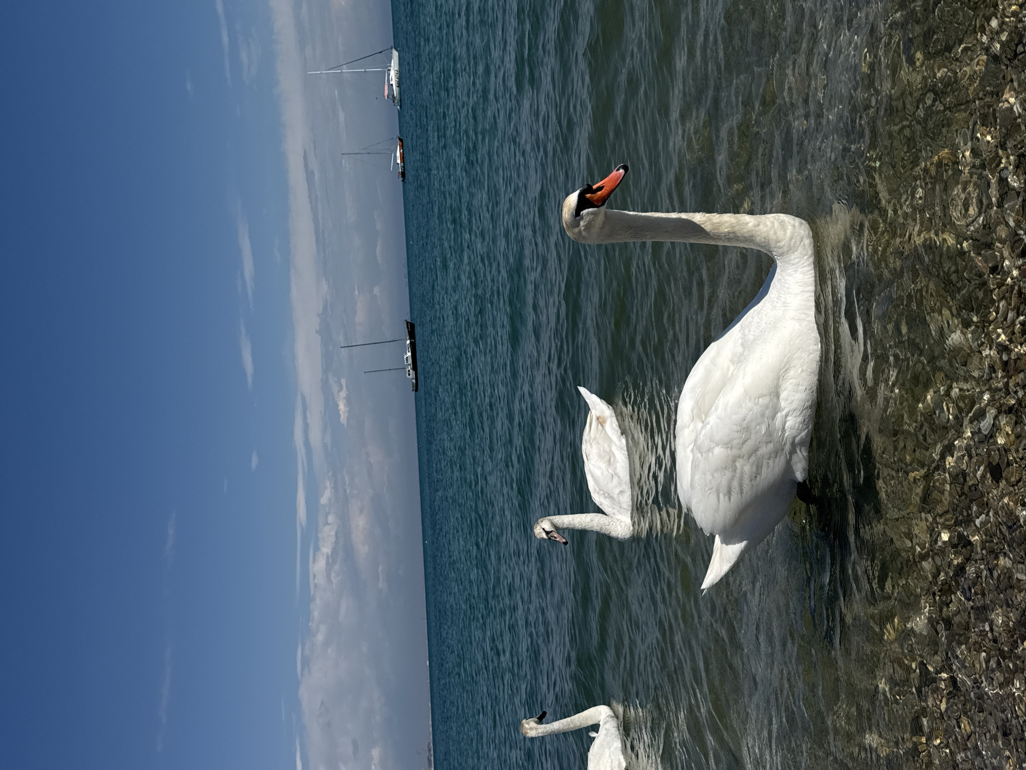 The image shows three white swans swimming in water, presumably near the coast. In the background, several sailboats are visible. The water is clear enough to see some rocks or pebbles at the bottom. The sky is blue with some clouds. The image is rotated clockwise by 90 degrees. The city is not identifiable from the image.