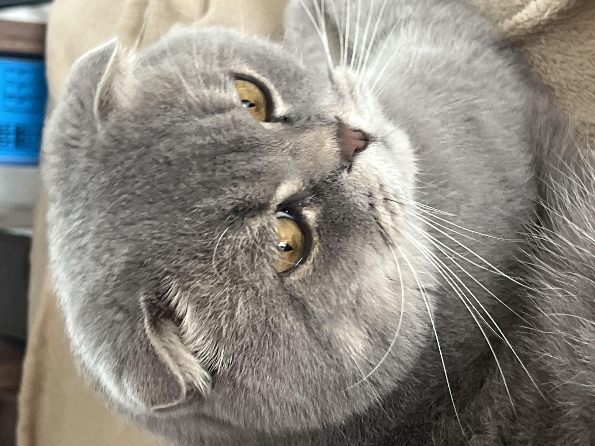The image is a close-up, headshot of a grey Scottish Fold cat. The cat has large, amber eyes and folded ears characteristic of the breed. The fur is short and appears soft. The background is a soft, tan-colored fabric, possibly a blanket or sofa. There are no other discernible objects or subjects in the frame. The image is sharply focused on the cat's face. There is no visible information in the image or its context that would allow for the determination of a location in the city of Votkinsk, Russia.