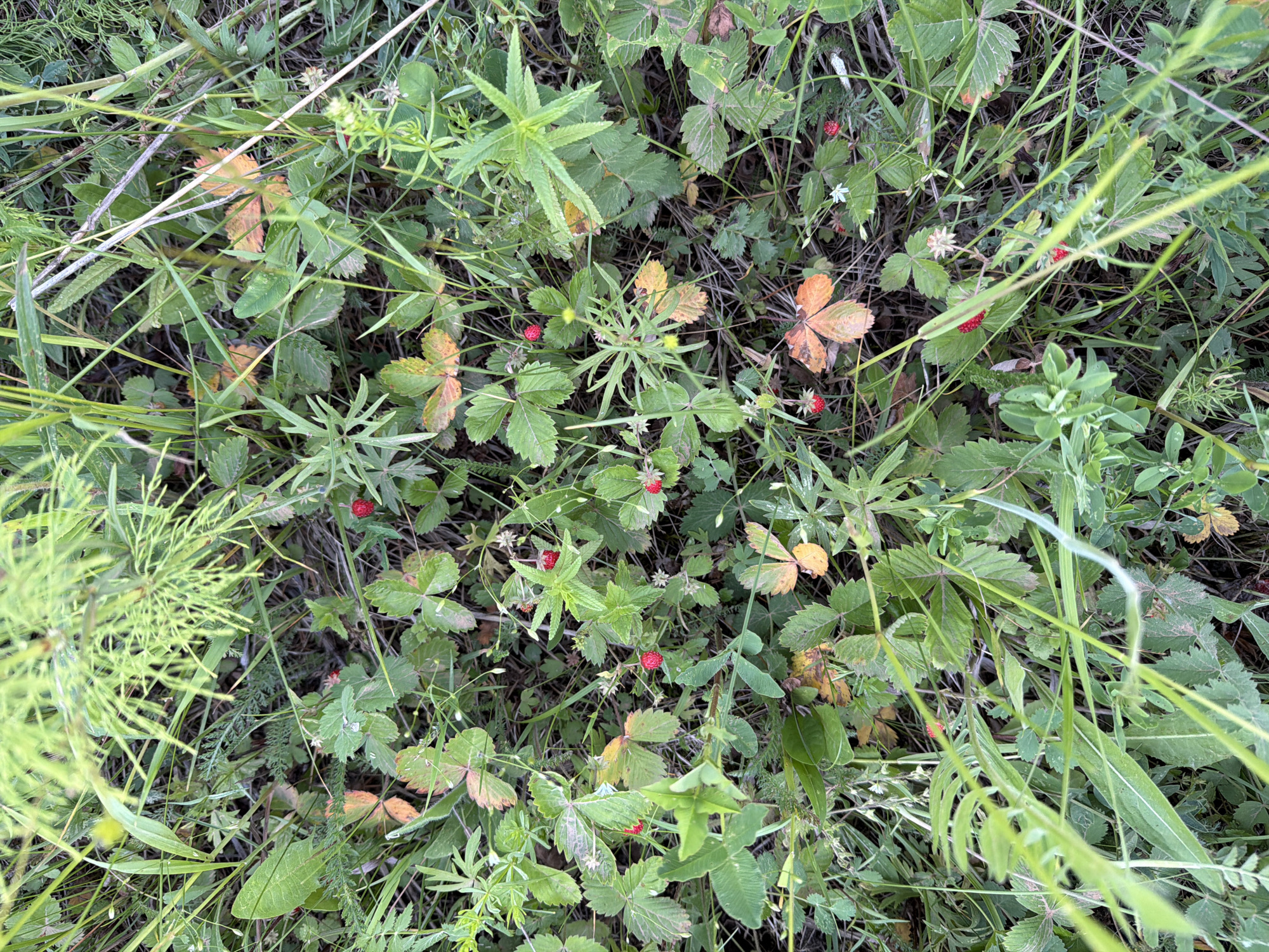 The image depicts a close-up, overhead view of wild strawberry plants growing in a natural, outdoor environment. Small, red wild strawberries are visible amongst the green leaves and stems. Some of the leaves show signs of autumnal color change, with patches of yellow and orange. The overall setting appears to be a grassy or wooded area. The image does not contain any people or specific landmarks that would indicate a precise location within Vassyata, Russia.