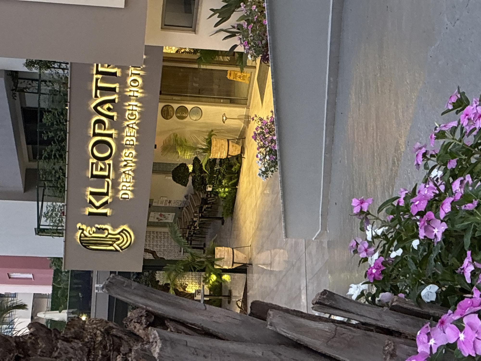 The image captures the illuminated entrance and exterior of the Kleopatra Dreams Beach Hotel in Alanya, Turkey, at dusk or night. The prominent sign on the light grey building features a stylized golden profile of Cleopatra to the left, followed by the glowing yellow letters "KLEOPATRA" above "DREAMS BEACH HOTEL." The building exhibits modern architecture with balconies adorned with greenery and dark railings.
In the mid-ground, a paved outdoor area leads to a glass entrance door, to the right of which is a yellow "Wet Floor" sign. Three circular decorative elements are mounted on the wall adjacent to the entrance. The paved area is illuminated by warm ground lights, highlighting potted plants (including palm-like specimens) and manicured bushes. To the left of the entrance, an outdoor dining or lounge area is visible, furnished with numerous small tables and chairs, arranged in rows.
The immediate foreground on the left is dominated by the rough, textured trunk of a large tree, possibly a palm. In front of a low grey wall or curb, a garden bed features vibrant pink and white flowers, some with visible water droplets on their petals. In the background, other residential or hotel buildings are discernible, including one with distinct pink and white sections, and a white umbrella is partially visible. No individuals are present in the scene.