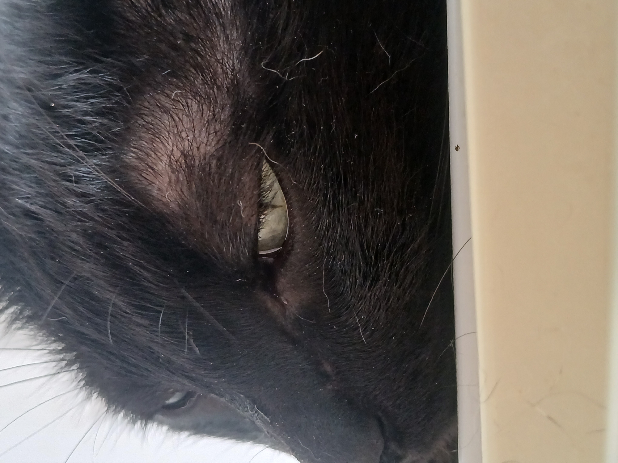 A close-up, head-and-shoulders shot focuses on the face of a black cat. The cat's left eye is open and appears light green, while its right eye is barely visible. The cat's fur is black and appears somewhat matted, with some lighter-colored hairs and small particles scattered throughout. The cat is positioned in the foreground, resting its head on the edge of a light-colored, smooth surface, possibly a ledge or a container. The background is a plain, light color, likely white or off-white. The scene is indoors, and there is no indication of the specific location within Ciudad Guayana, Venezuela. The lighting is diffuse.