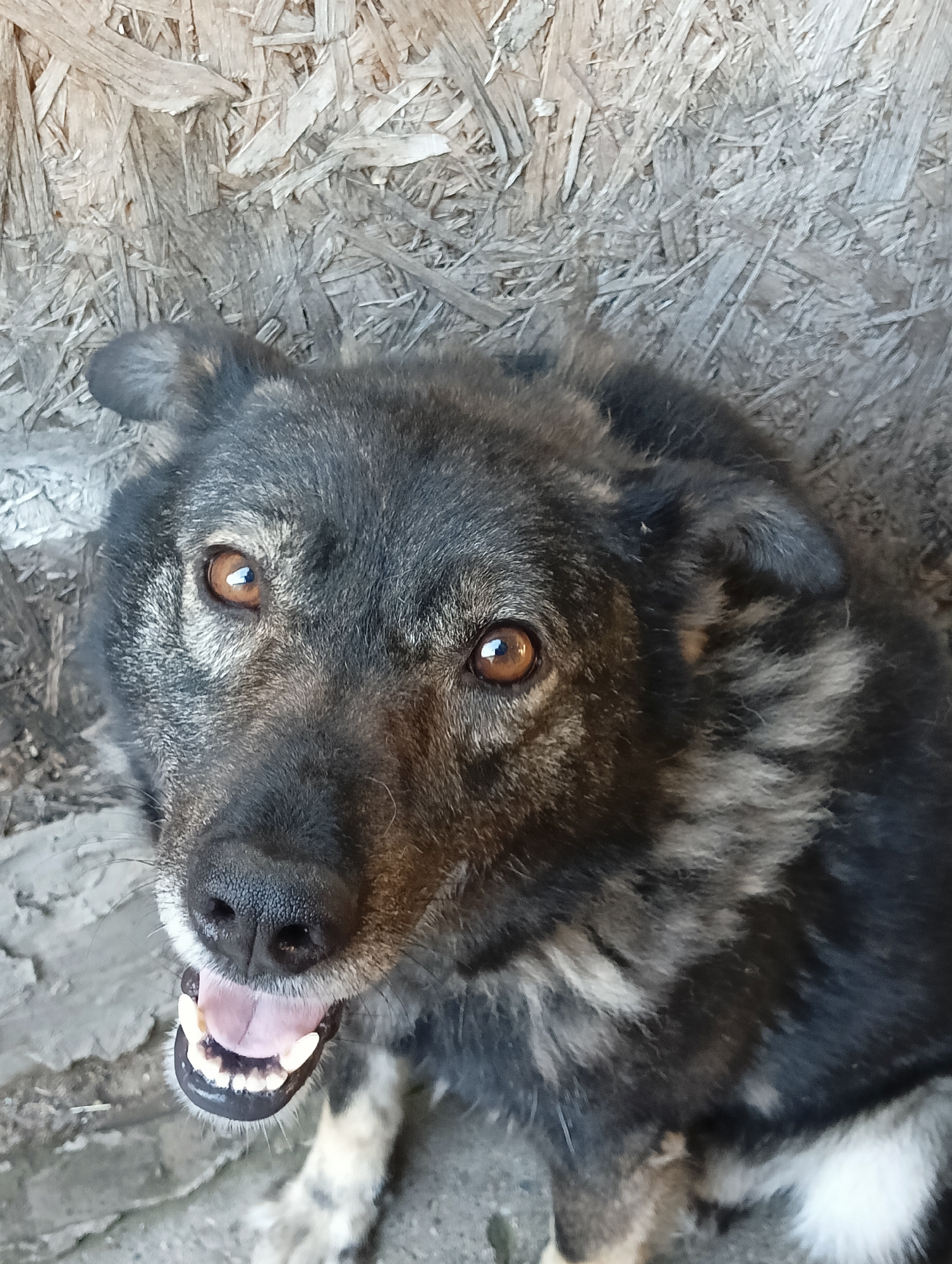 The media file shows a close-up, high-angle shot of a medium-sized dog with dark fur and amber eyes. The dog is panting, with its mouth open and tongue visible, revealing its teeth. The background consists of a textured wooden surface, possibly OSB board, and a rough, greyish ground. The lighting suggests it is daytime. The overall impression is of a candid portrait of a dog. The location is identified as Krasnyye Barrikady, Russia.
