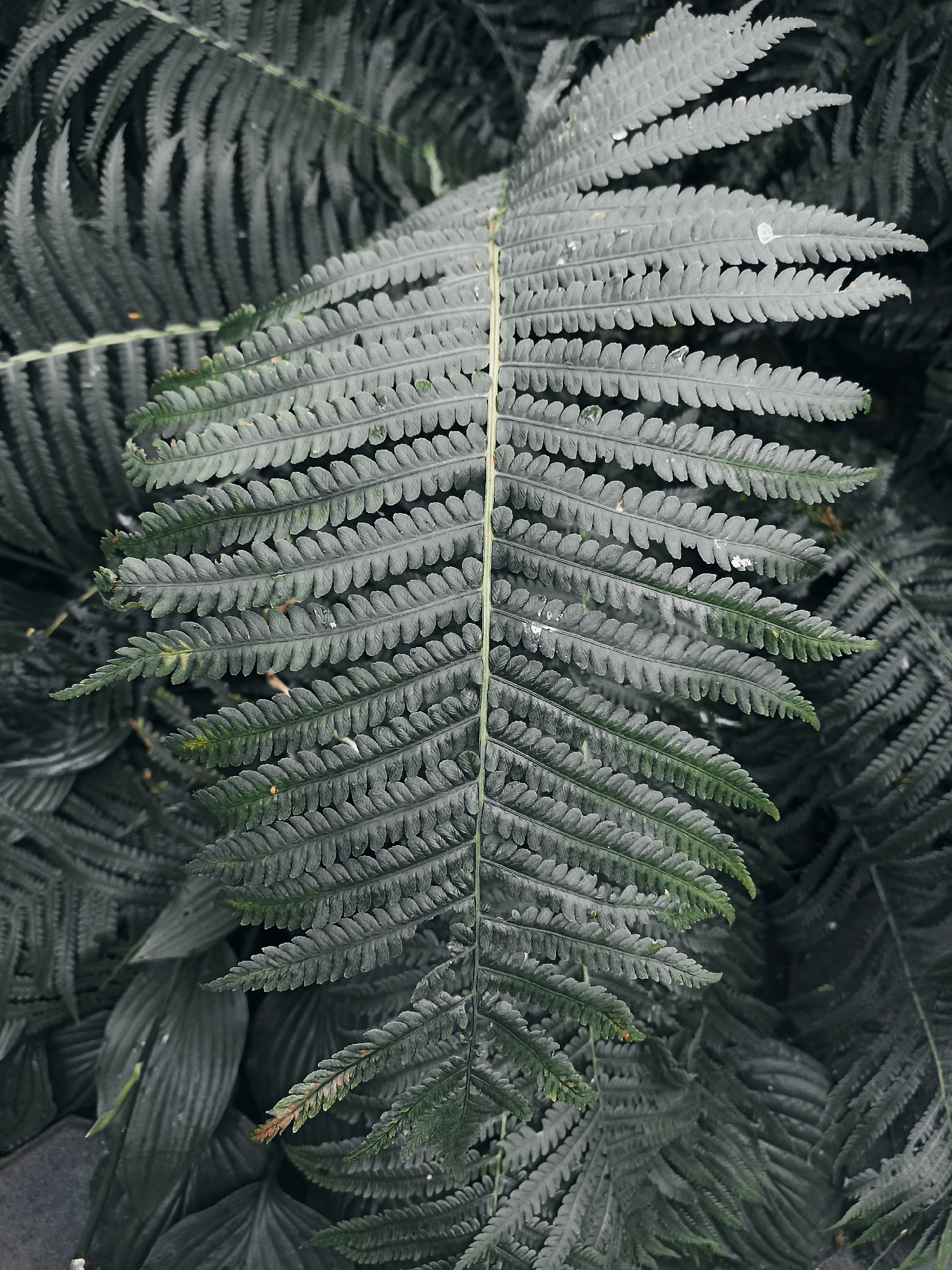 The image is a close-up, overhead shot of a fern frond, a large, green, serrated leaf with multiple smaller leaflets. The frond is centrally positioned and in sharp focus, while the surrounding foliage, also ferns, is darker and blurred, creating a sense of depth. Small water droplets are visible on the surface of the frond. The overall lighting is dim and moody, with a cool color palette dominated by greens and grays. The scene appears to be outdoors in a natural setting, likely a shaded area. There are no people, animals, or man-made objects clearly depicted. The location in Mochische, Russia, is not discernible from the image itself.